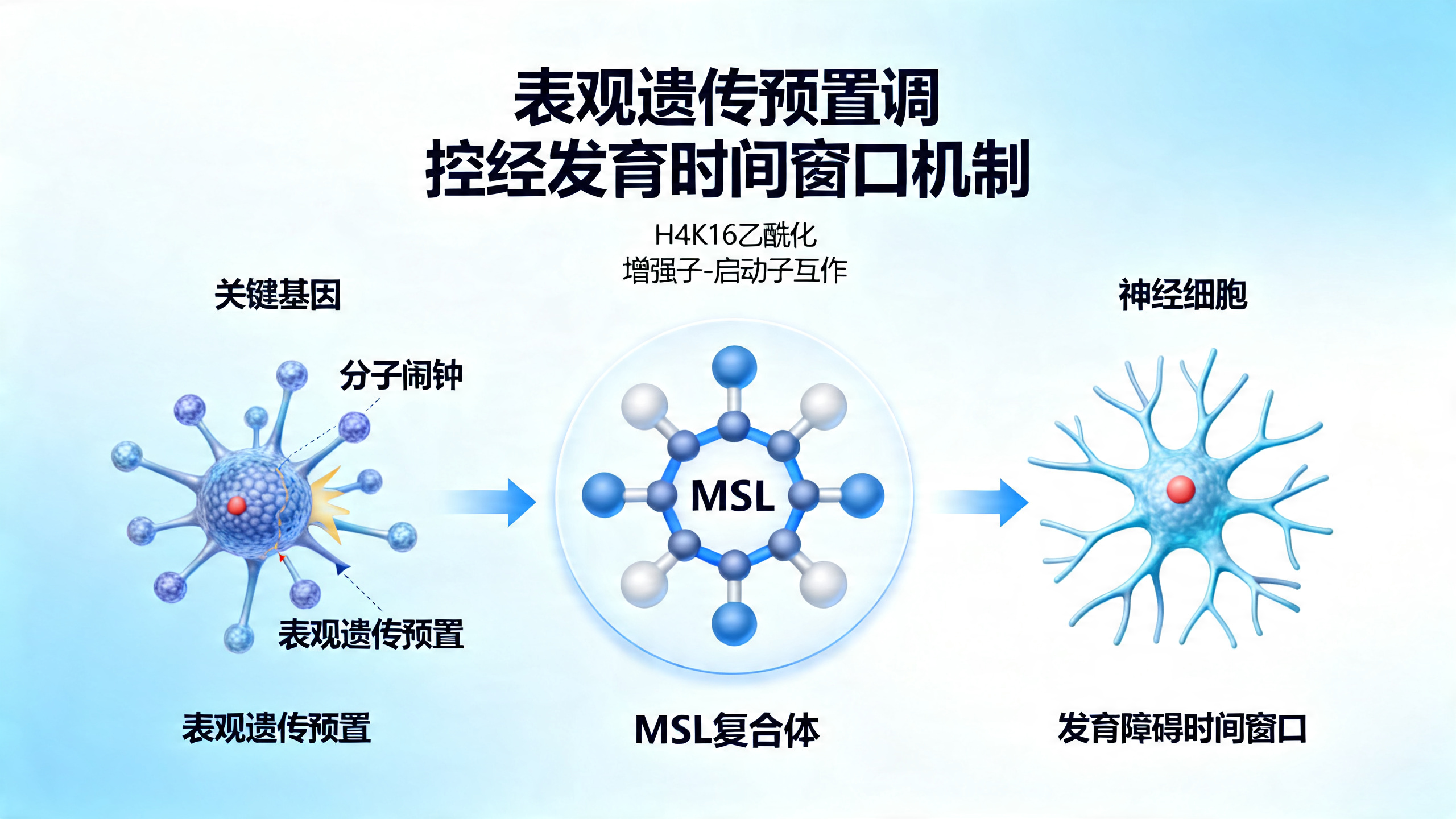 特定发育阶段的“表观遗传预启动”让细胞分化时基因激活更高效