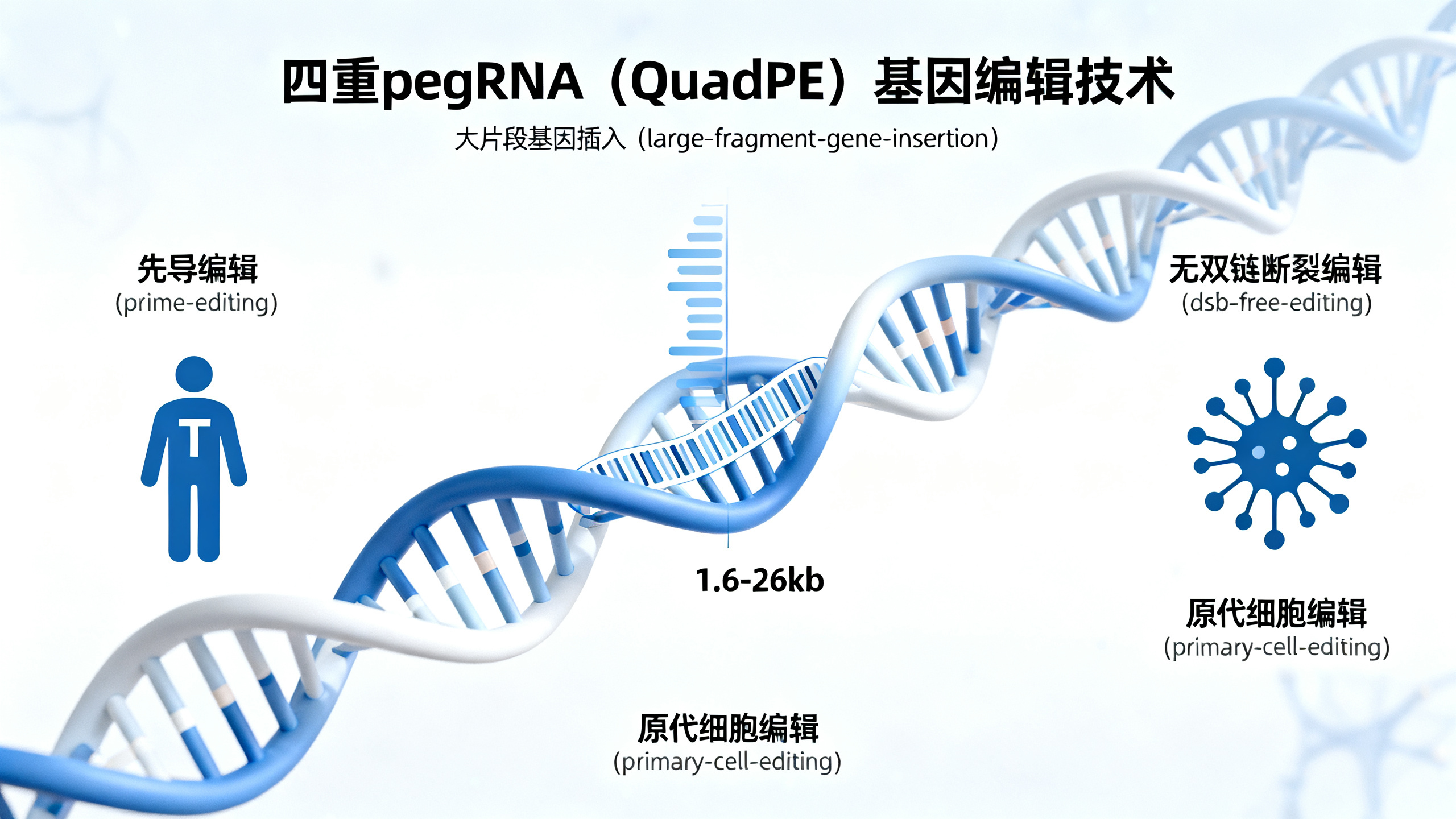 四向引物RNA技术实现高效、精准的大片段基因插入