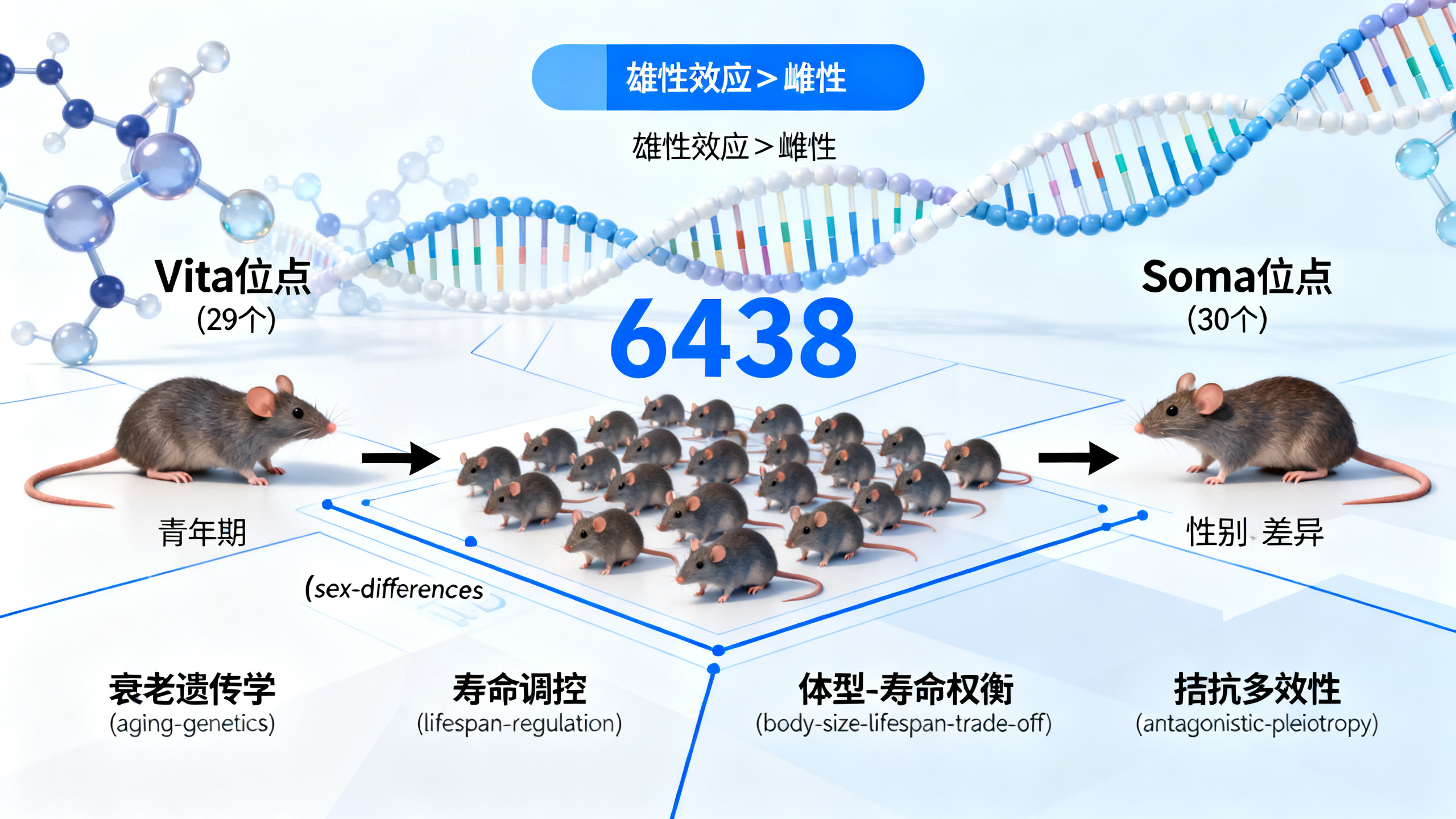 衰老与死亡背后的基因与身体的“权衡”