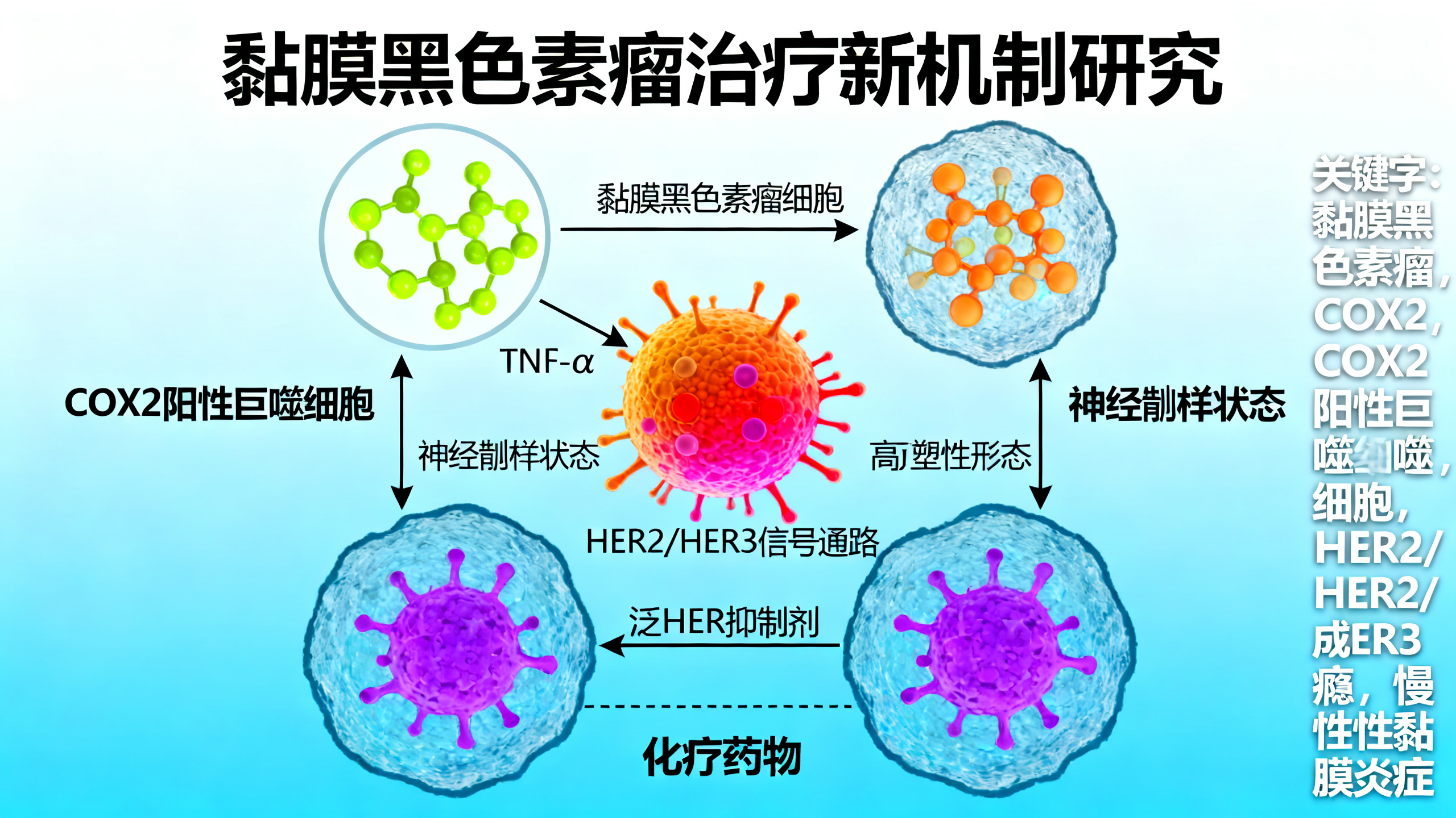 黏膜黑色素瘤中，特定组织发炎如何让癌细胞“上瘾”
