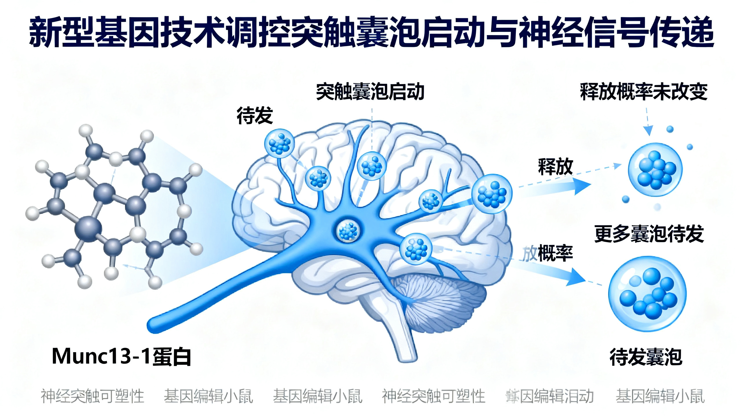 基因调控下突触囊泡“待命状态”的精准提升