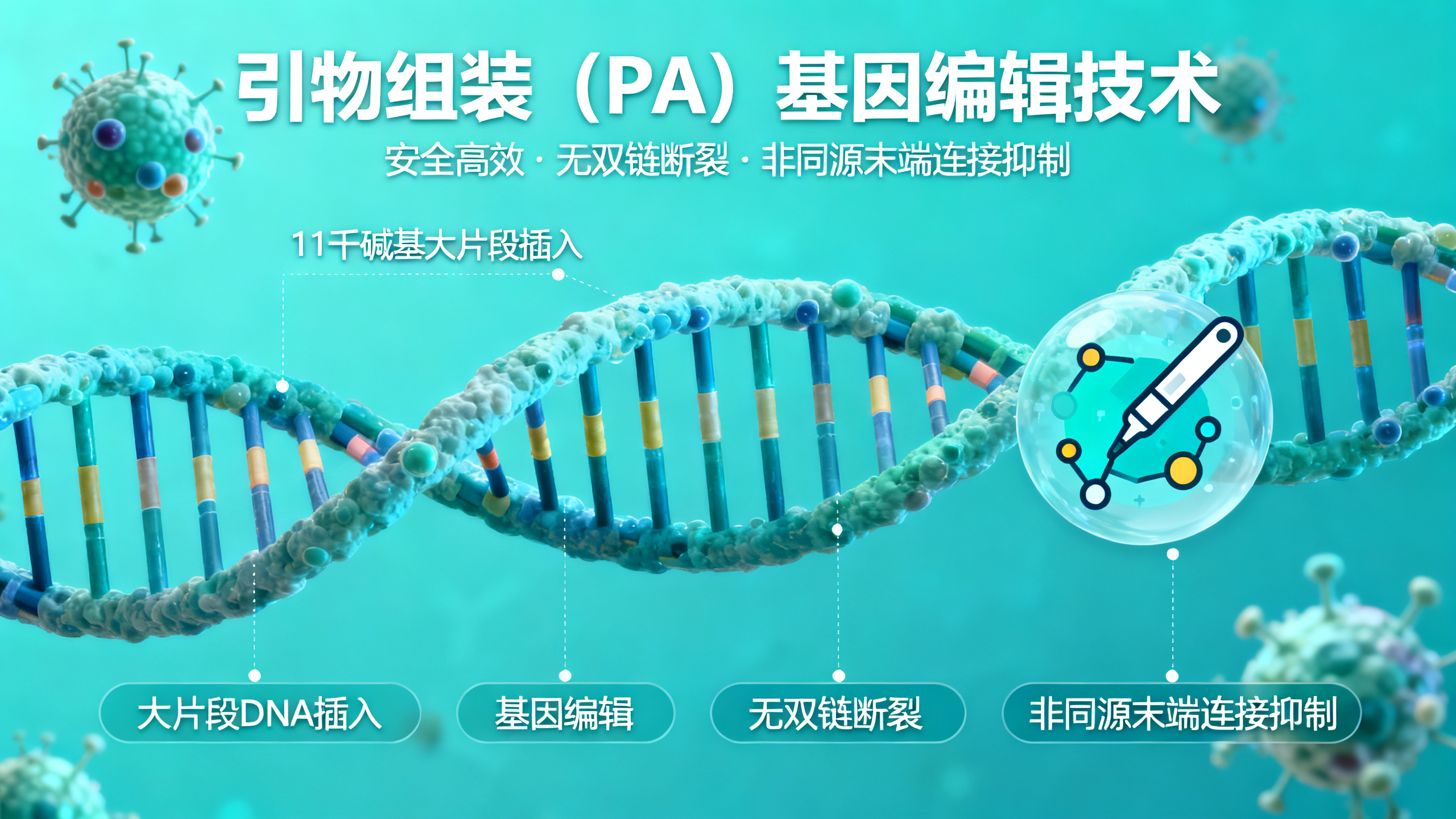 用线性DNA片段轻松插入大片段基因