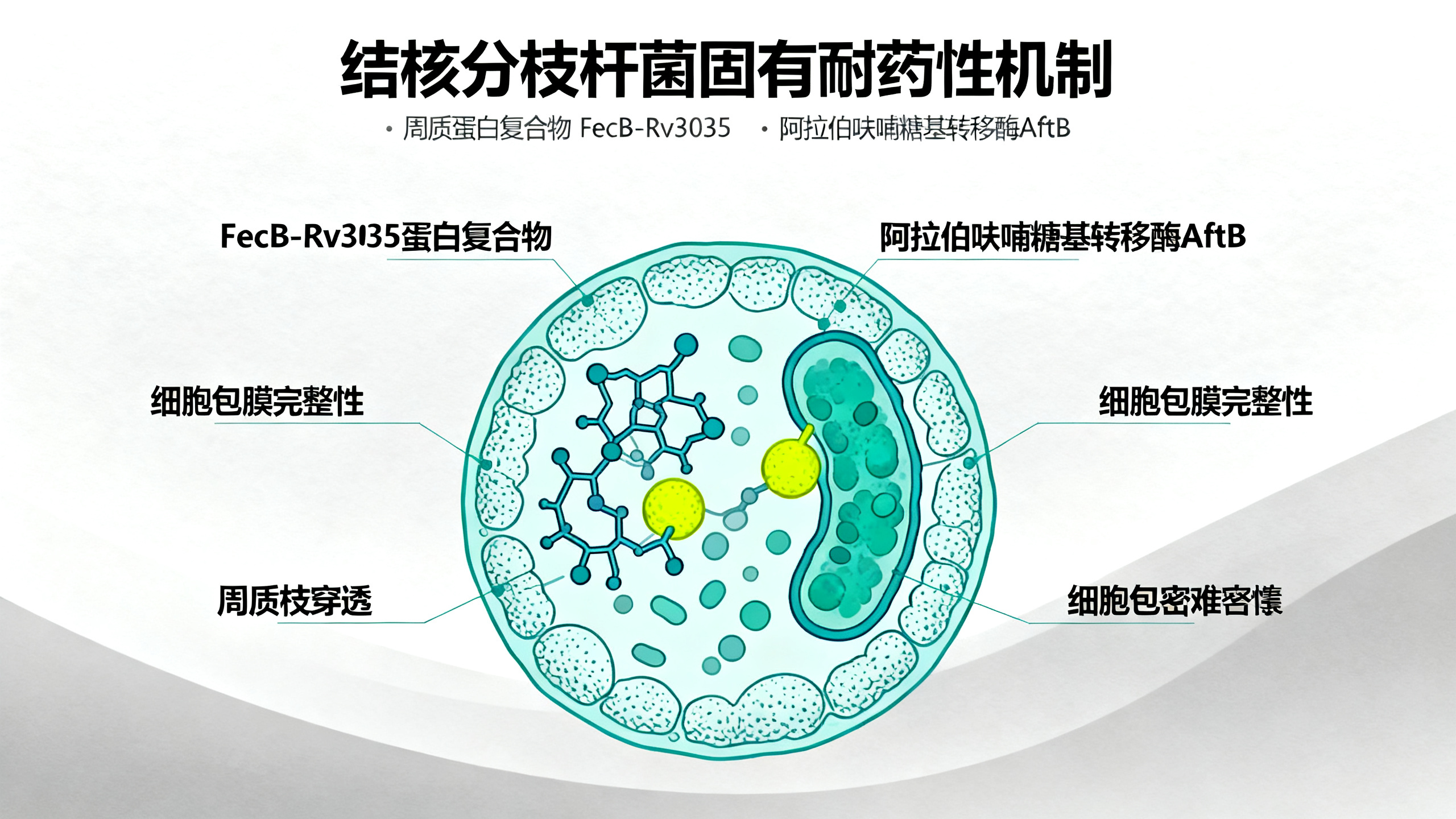 结核分枝杆菌中一种“外膜间隙蛋白组合”如何帮助细菌抵抗药物