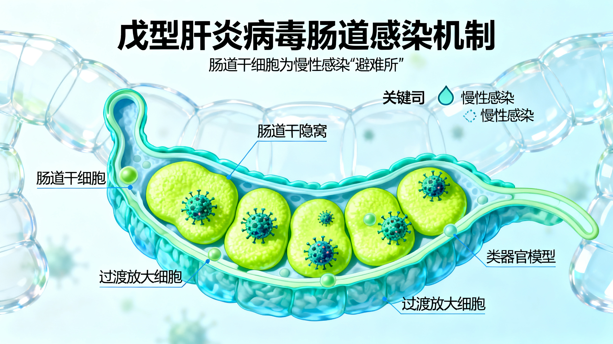 戊肝病毒在肠道隐窝的增殖细胞中持续复制