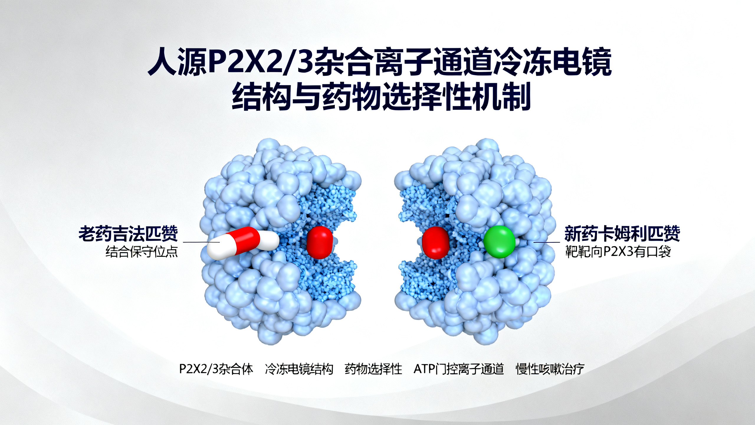 人类P2X2/3离子通道的冷冻电镜结构揭示其识别不同信号分子的奥秘