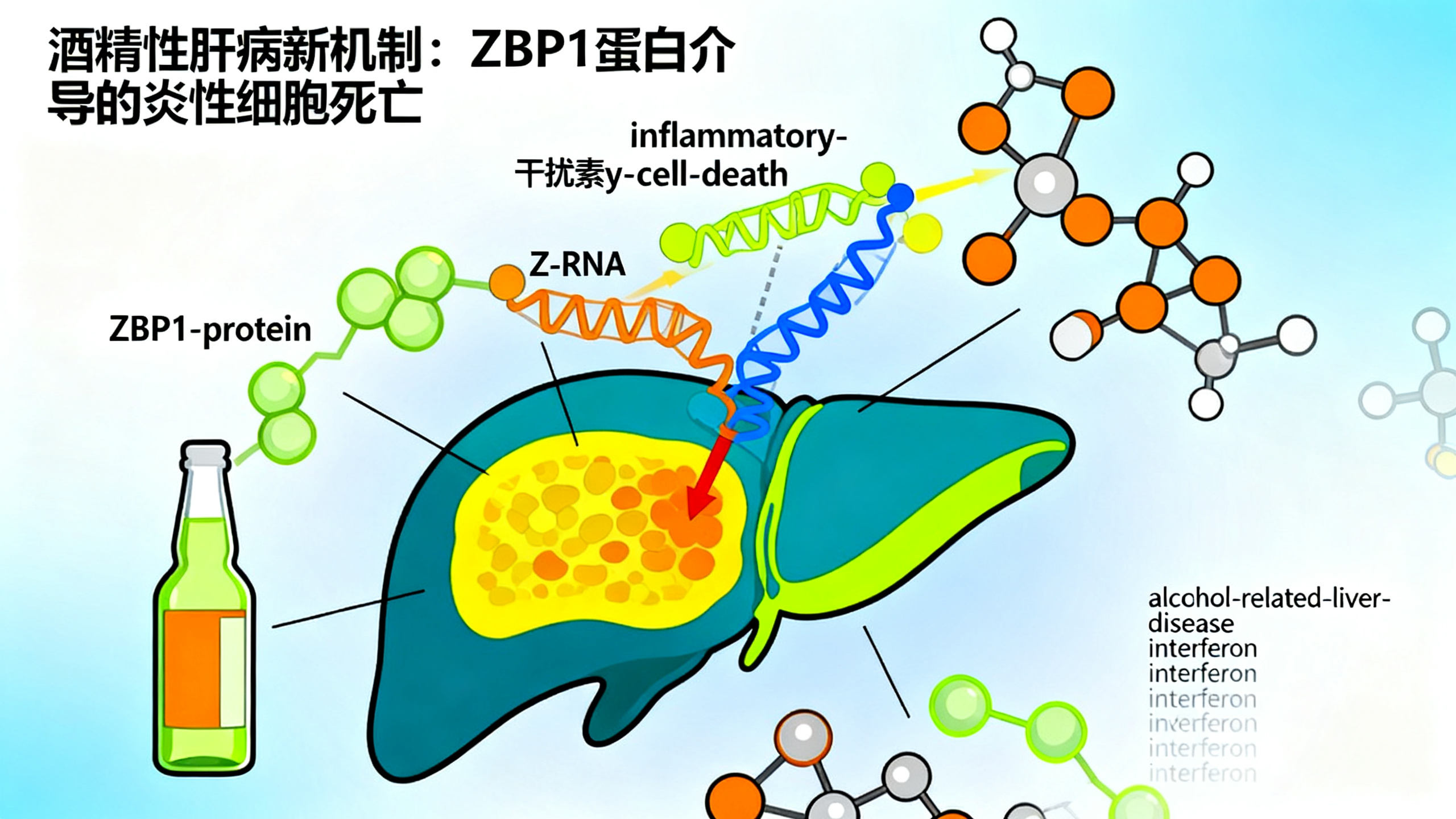酒精如何“点燃”身体炎症，引发相关疾病