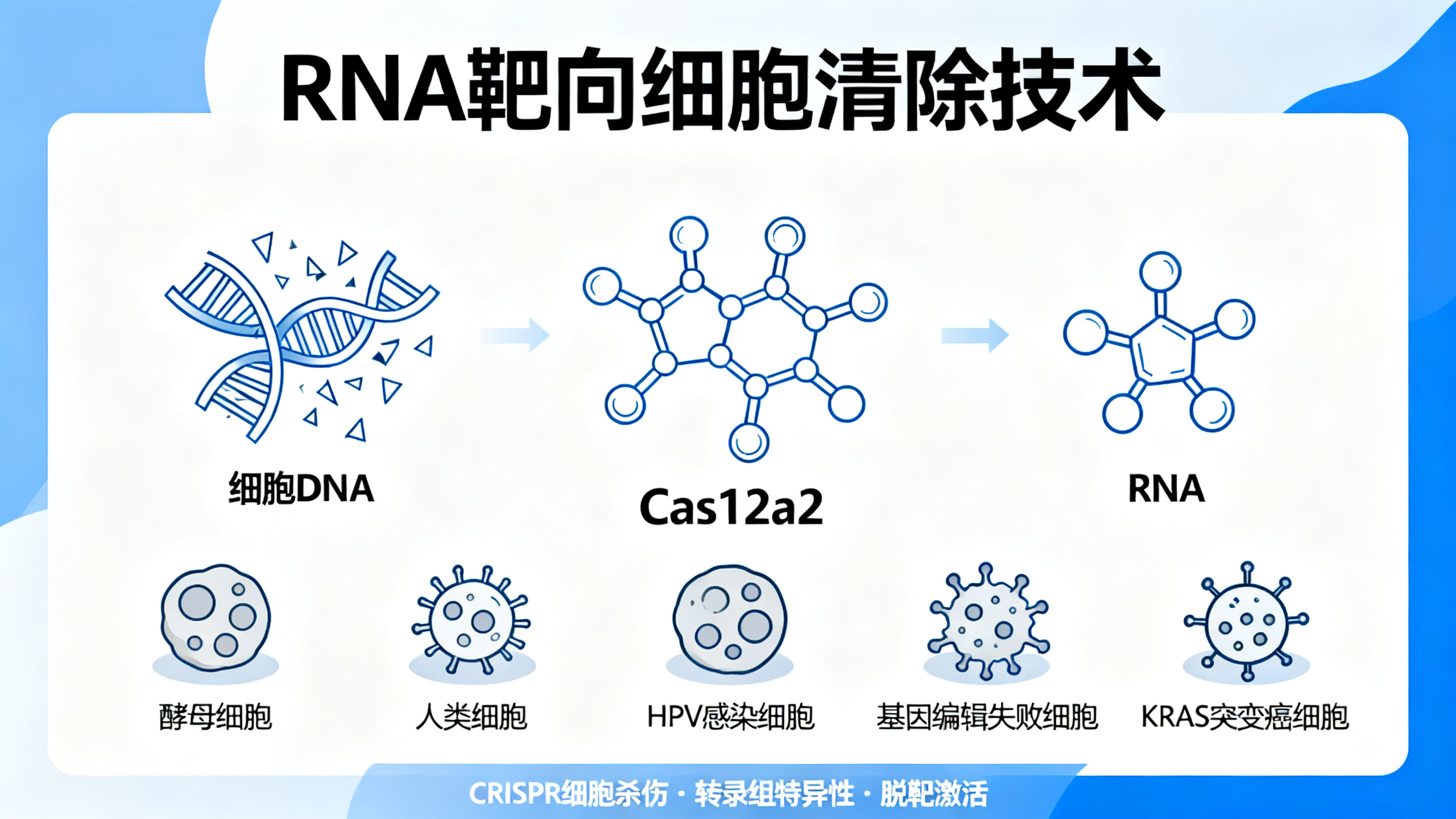 RNA触发的“基因剪刀”杀死细胞