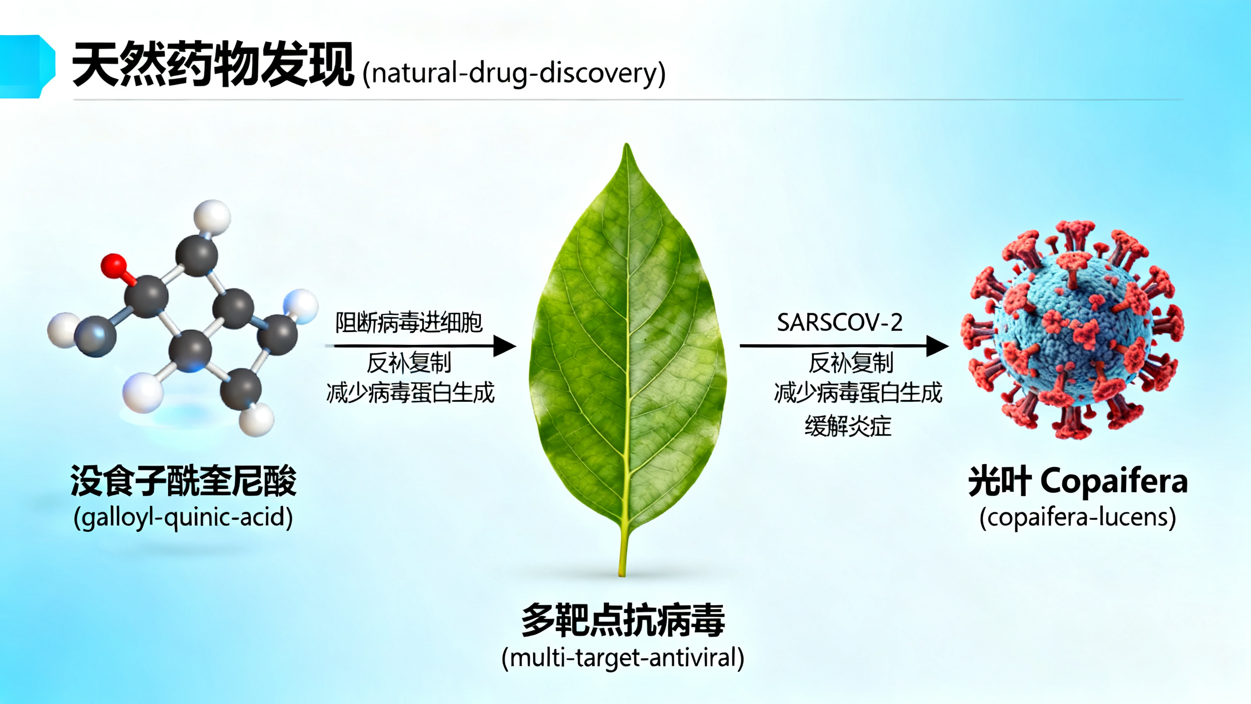 科学家发现能多角度抗击新冠病毒的天然物质