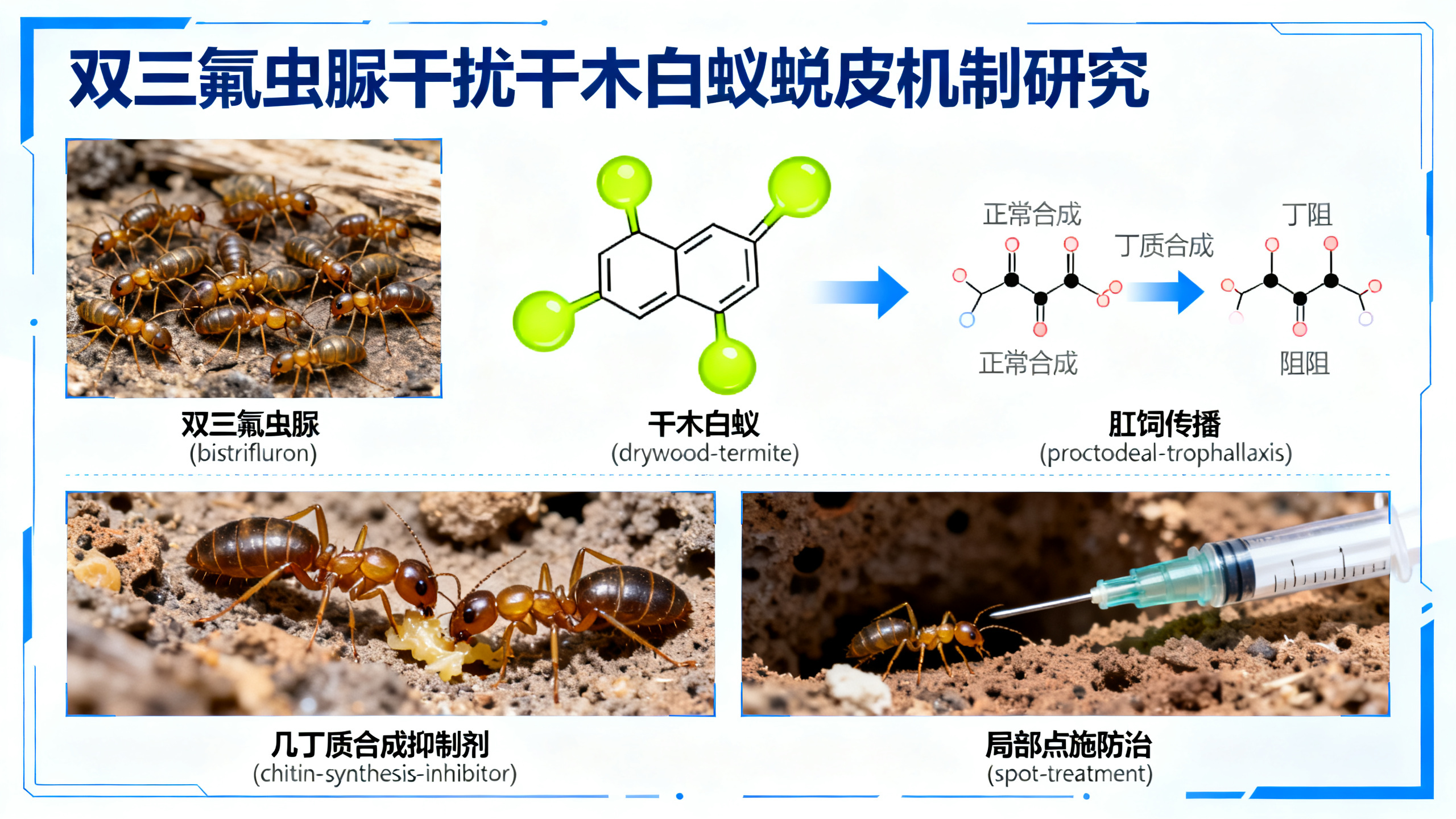 新化学药剂可杀死95%的白蚁，对人体无害