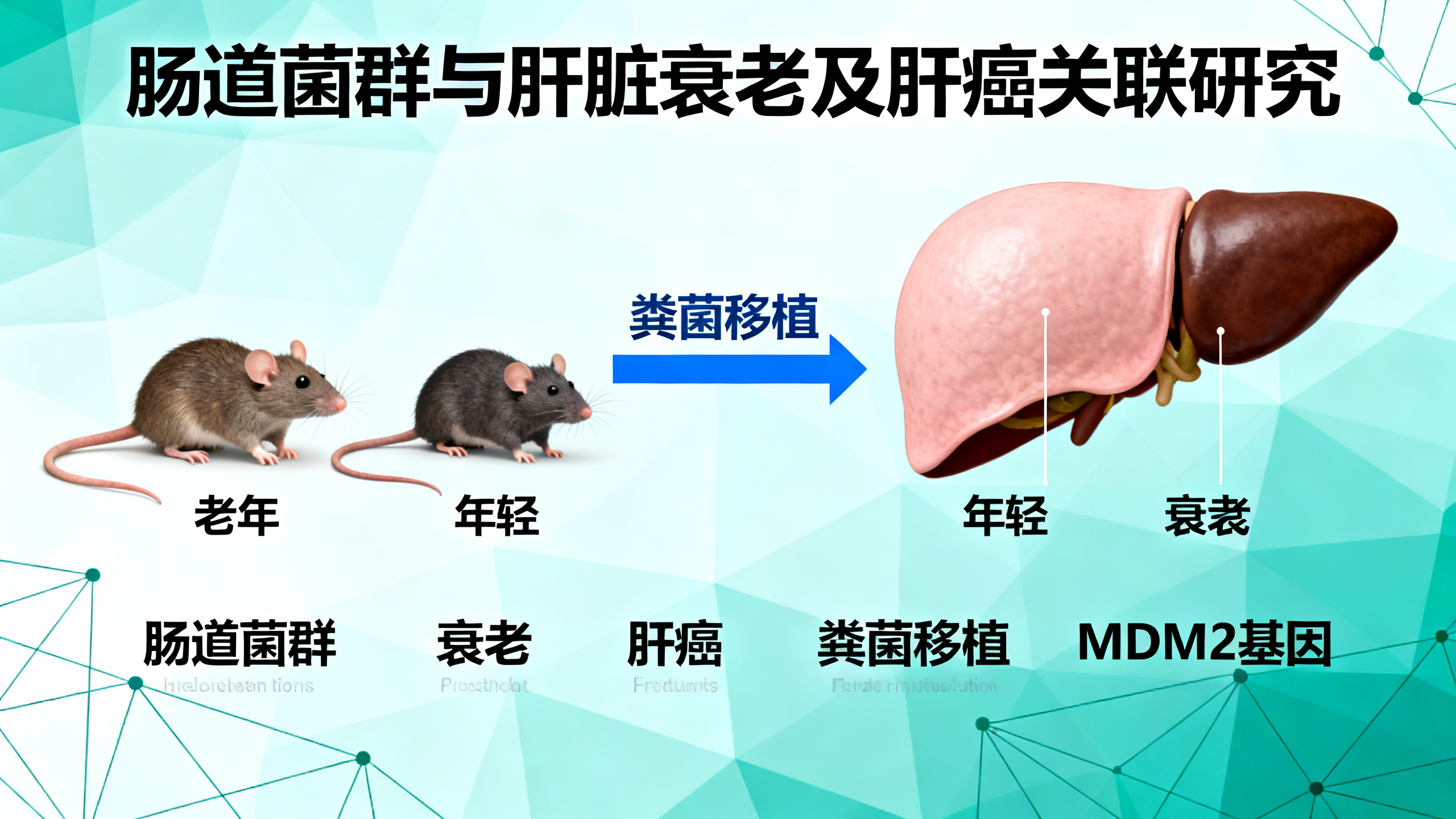 科学家用年轻肠道菌群“逆转”肝脏衰老