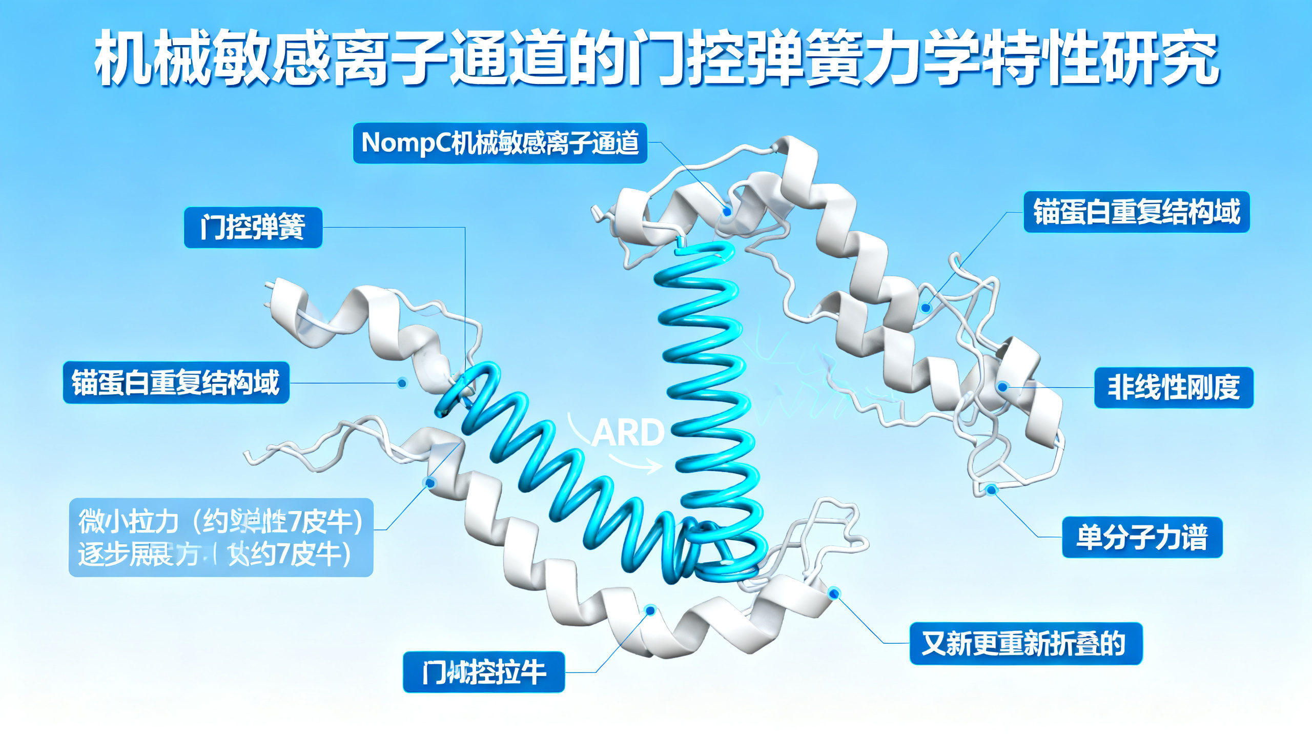 诺姆普C门控弹簧的“非线性弹性”及其在触觉感知中的作用
