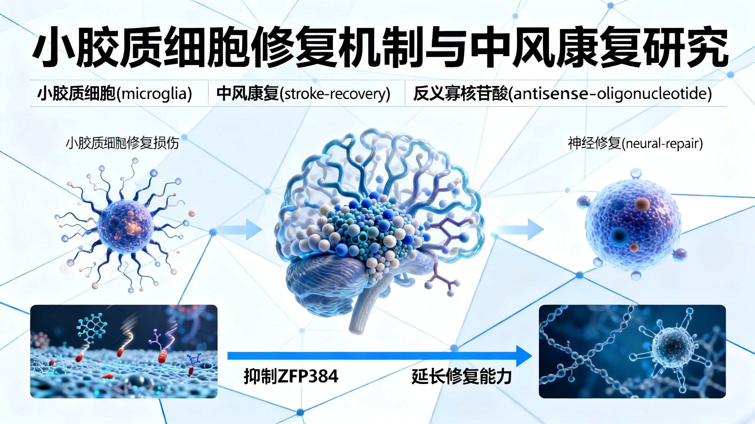 保护小胶质细胞的修复能力，有助于中风康复