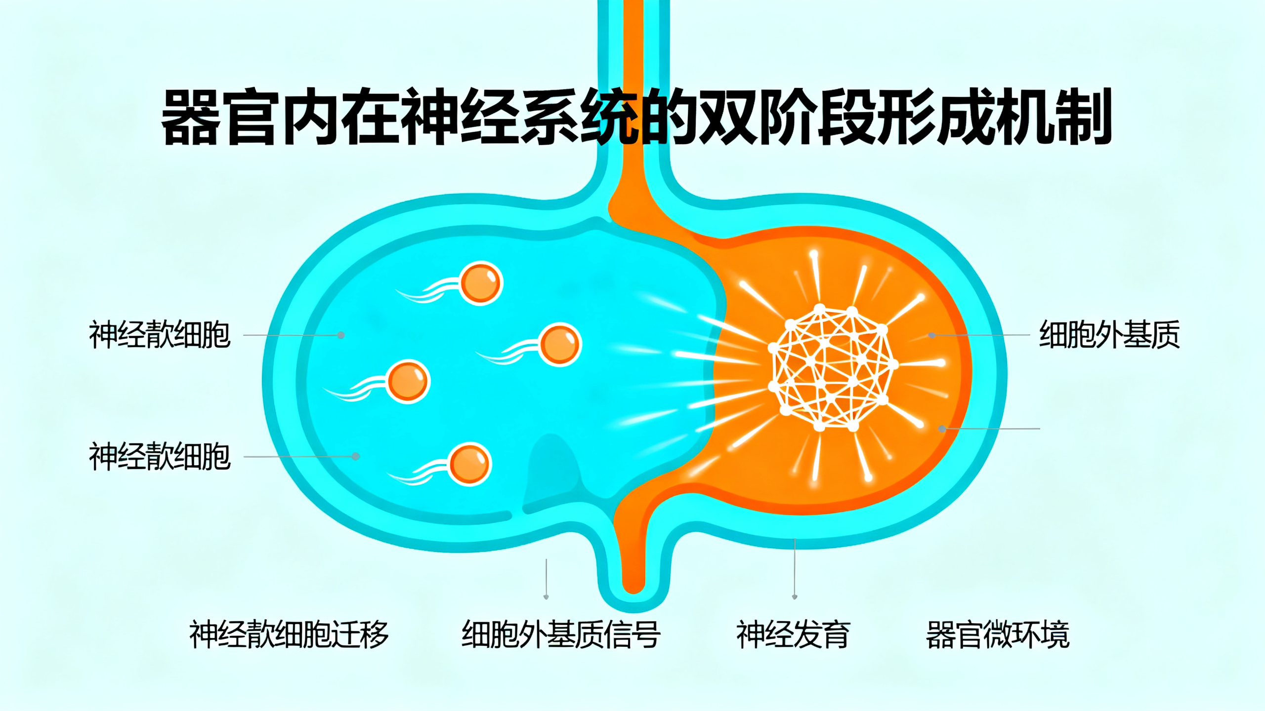 器官神经系统的形成：先有“家族谱系”，再靠器官信号引导