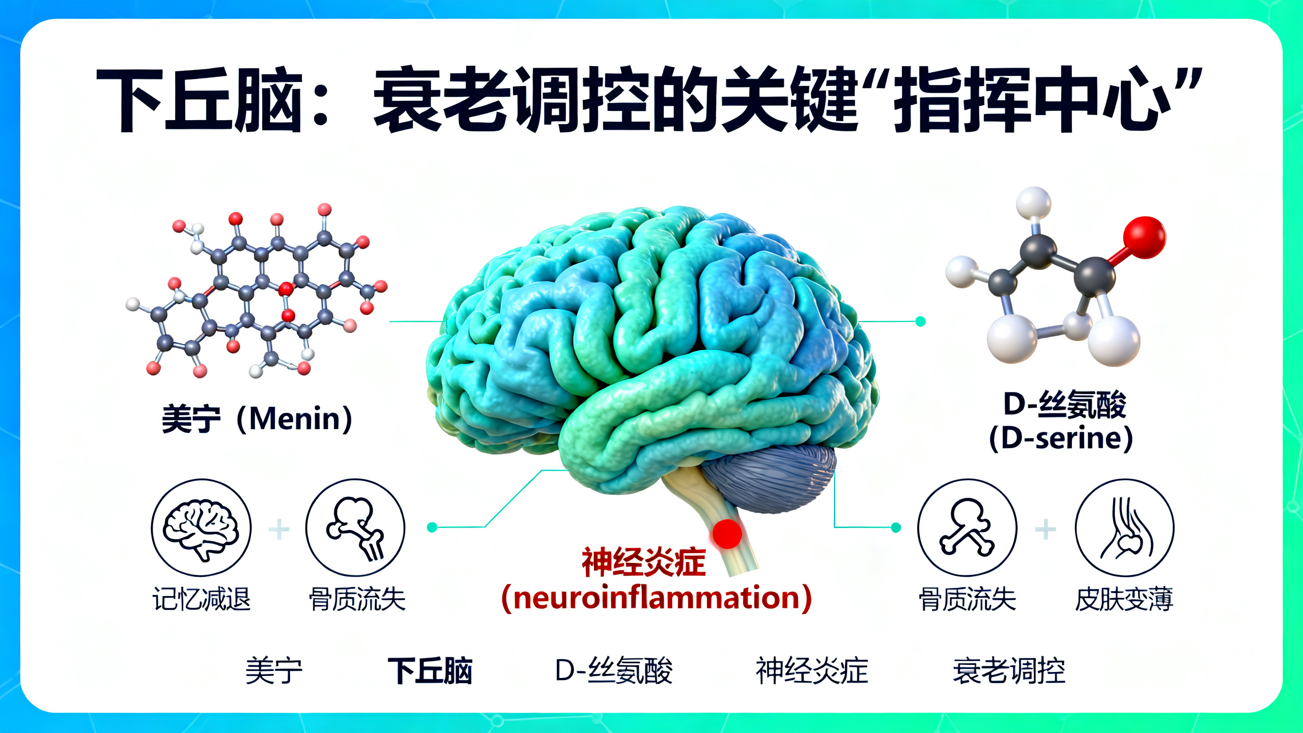 科学家发现衰老的“隐形推手”——一种普通补充剂让大脑衰退“逆转”