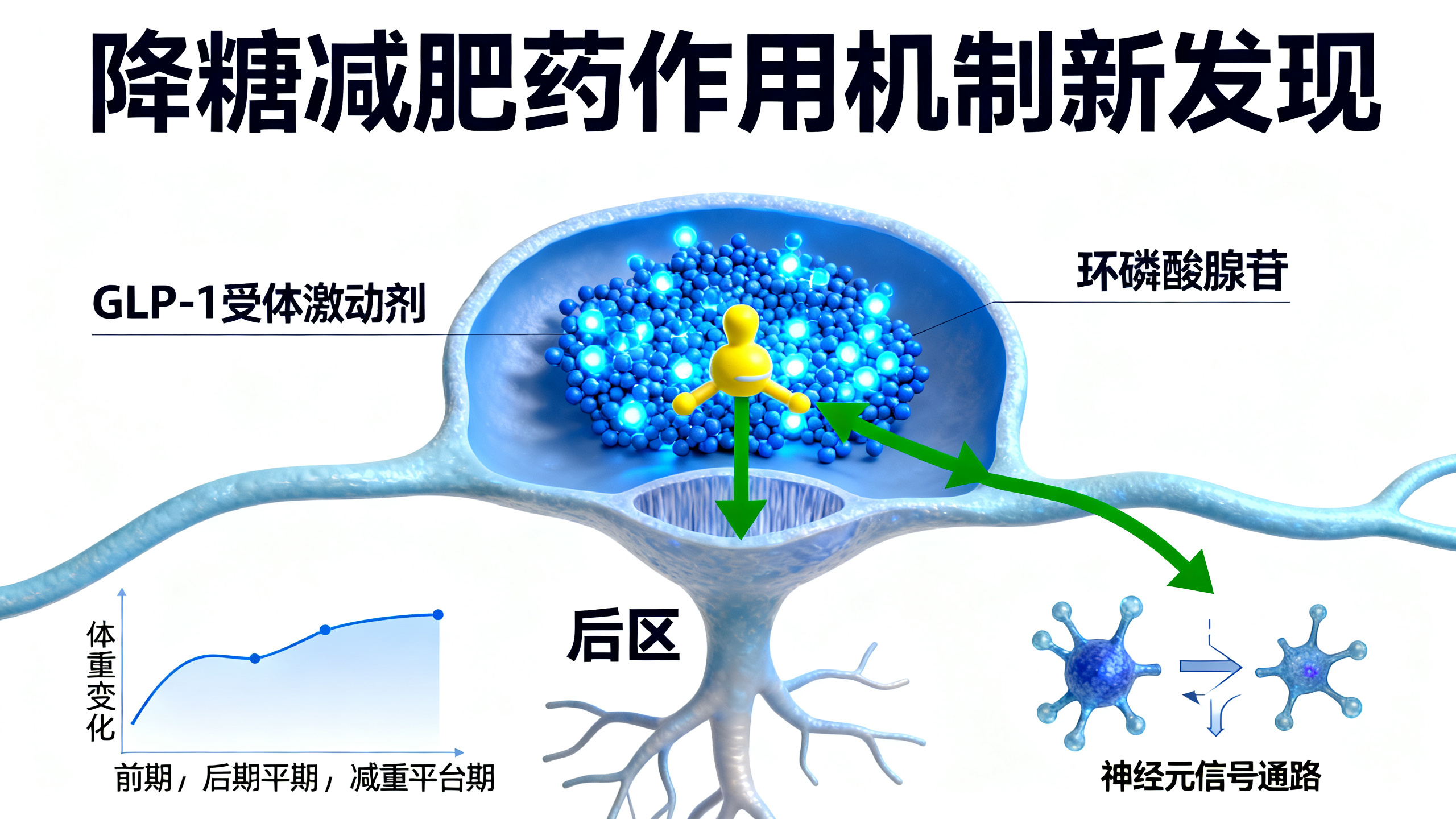 科学家揭秘：为什么“司美格鲁肽”类减肥药效果会逐渐停滞