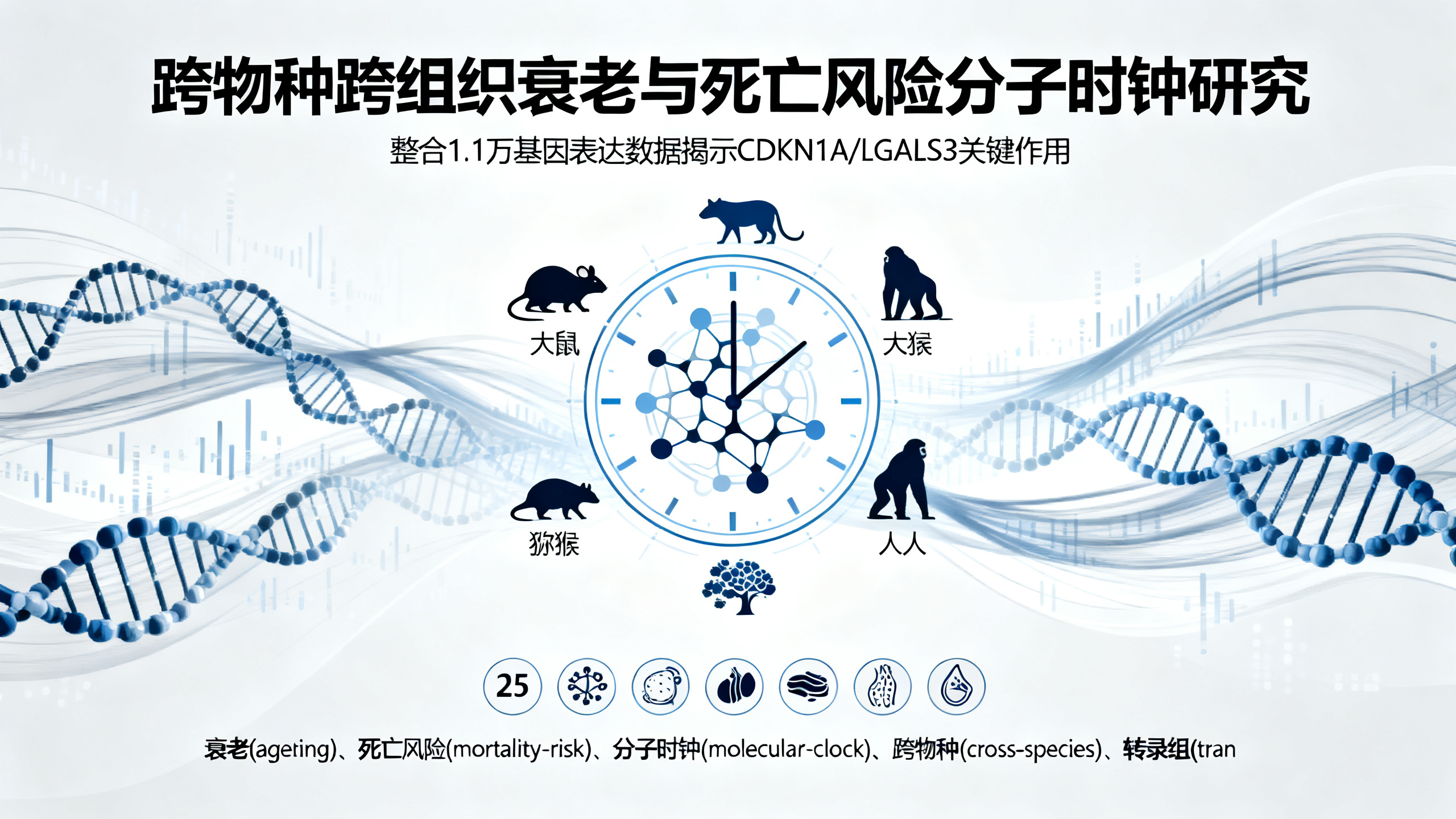 哺乳动物衰老与死亡的共同基因活动特征