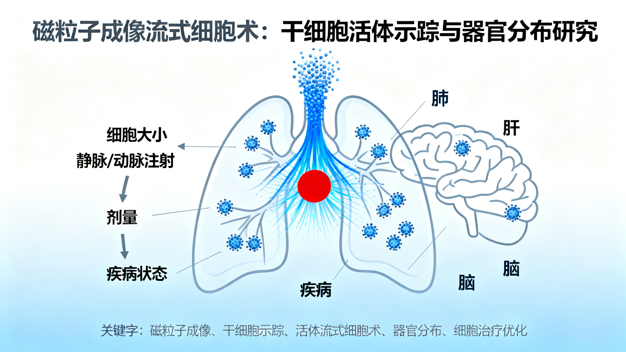 全身活体磁粒子成像细胞计数：揭示注射方式、剂量、细胞大小和疾病类型如何影响细胞在器官中的分布