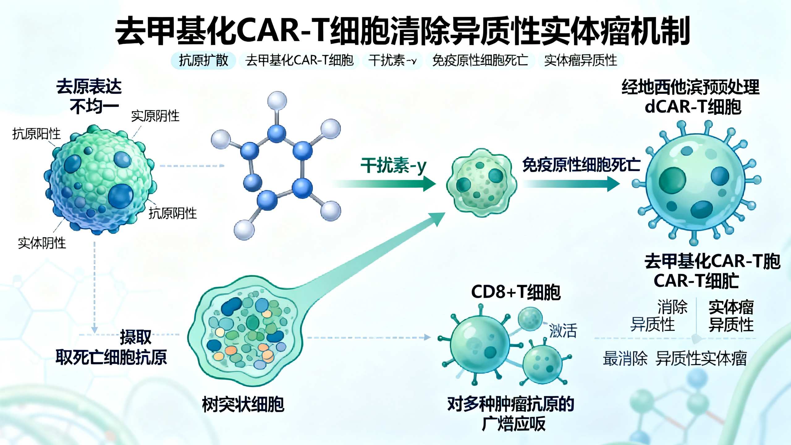 DNA去甲基化药物改造的CAR-T细胞如何“连带清除”实体瘤中的不同癌细胞