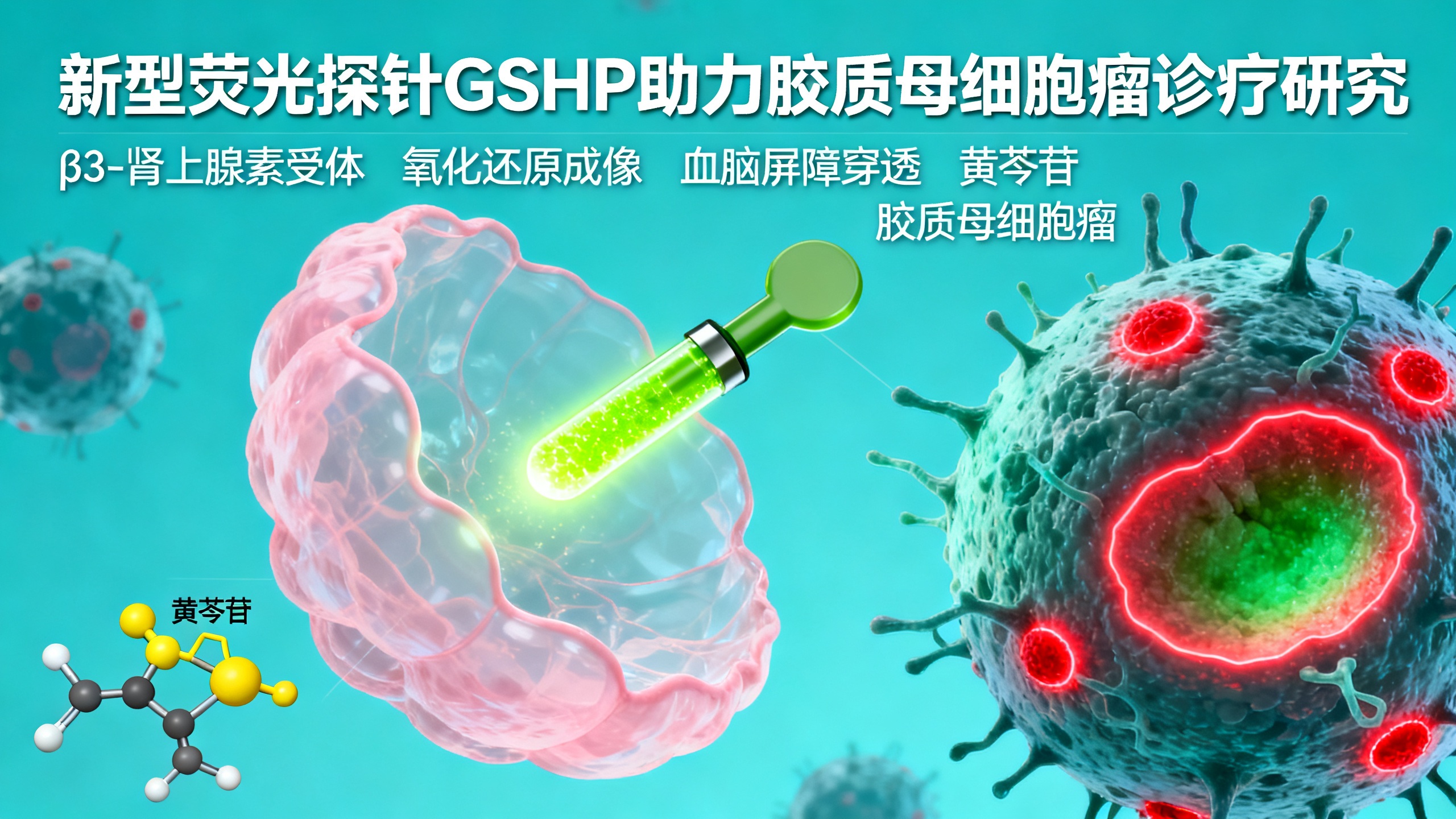 一种能穿透血脑屏障的β3肾上腺素受体探针，助力胶质母细胞瘤的氧化还原成像、天然抑制剂筛选与疗效监测