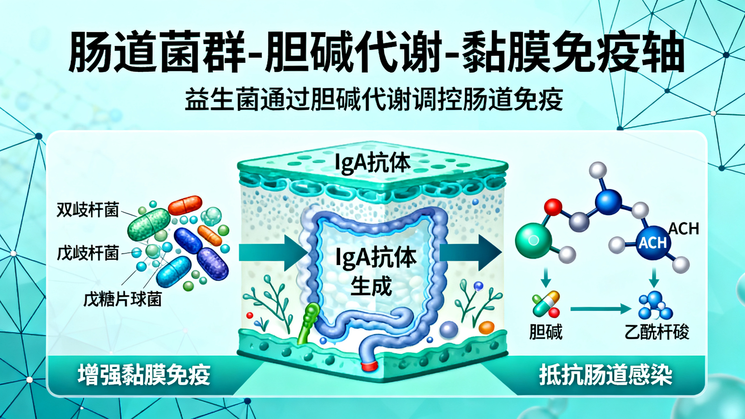 肠道有益菌产生的乙酰胆碱助力黏膜免疫系统“学习成长”