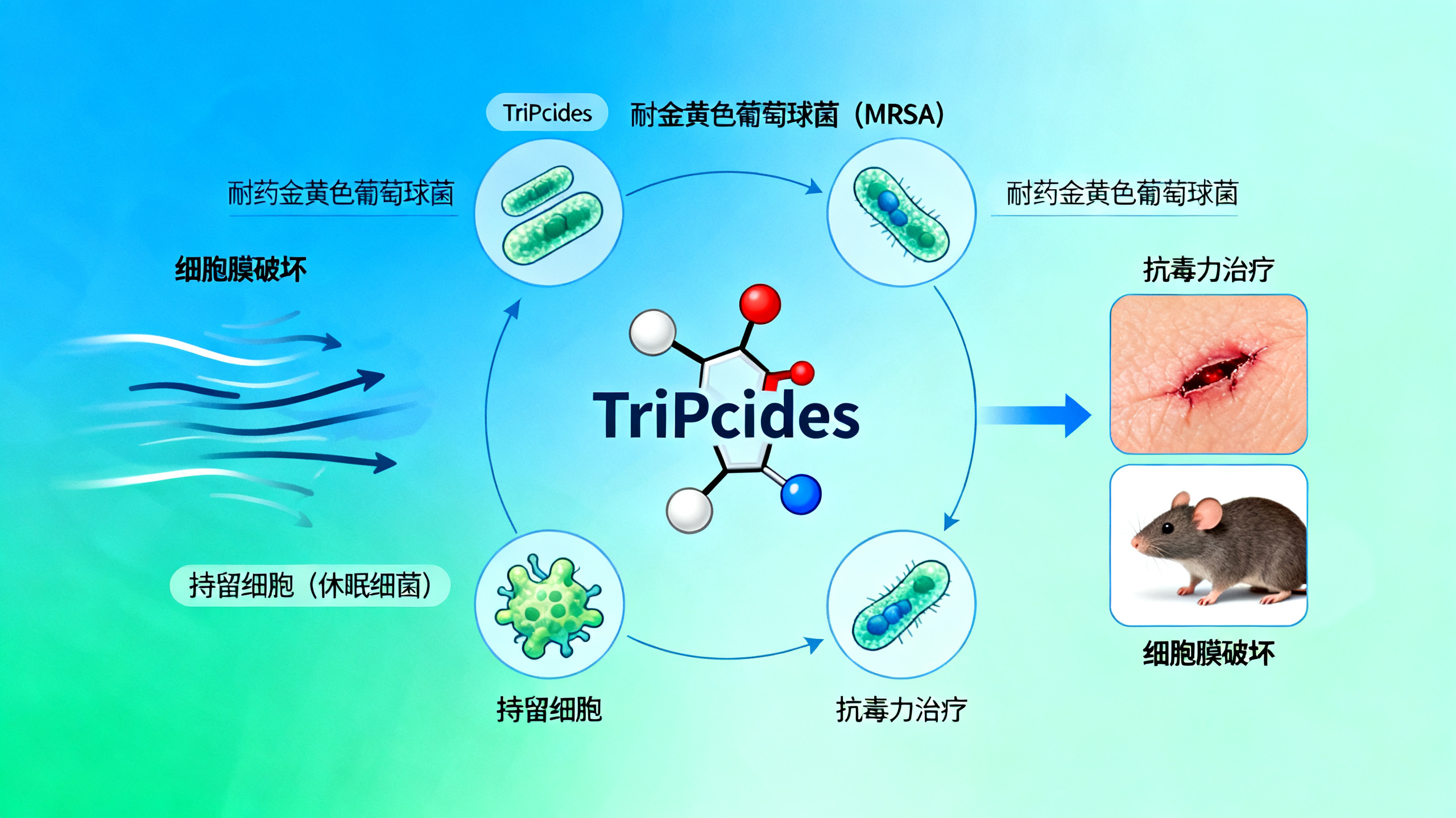 可调节的三肽类药物：既能阻断金黄色葡萄球菌致病，又能清除休眠细菌