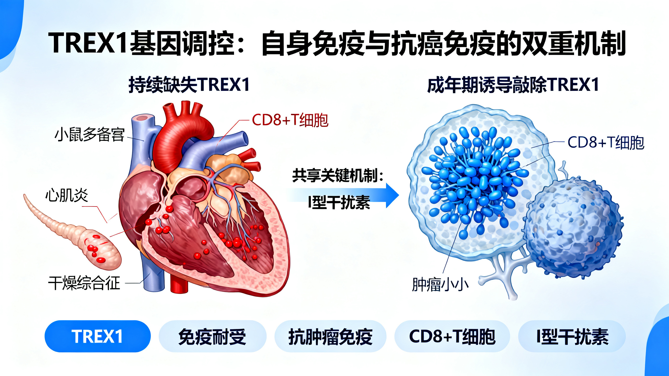 失去“自免风险基因”TREX1，竟同时导致自身免疫和抗癌能力增强