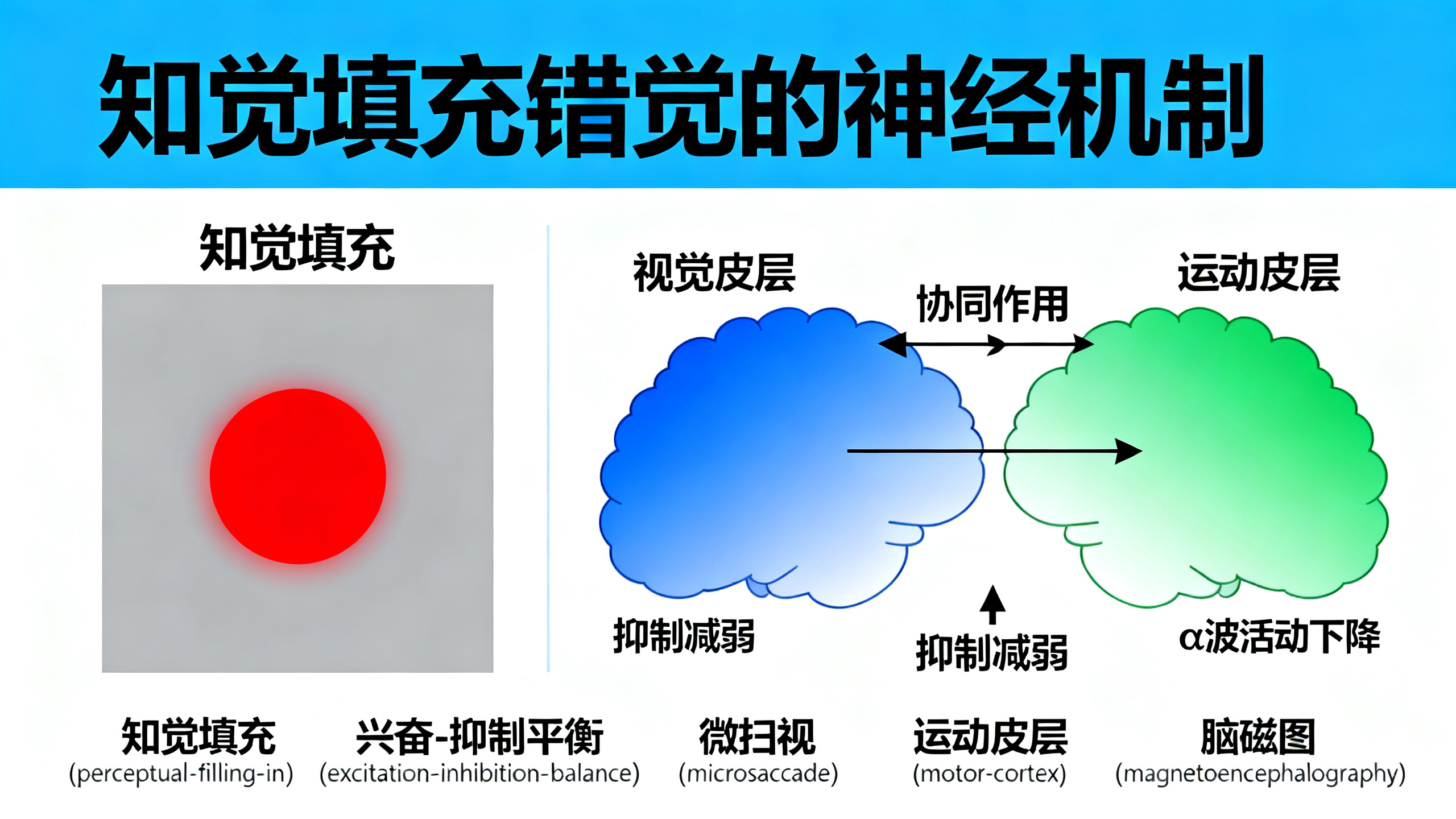 大脑如何帮我们“眼前一亮”：视觉感知切换背后的动态机制