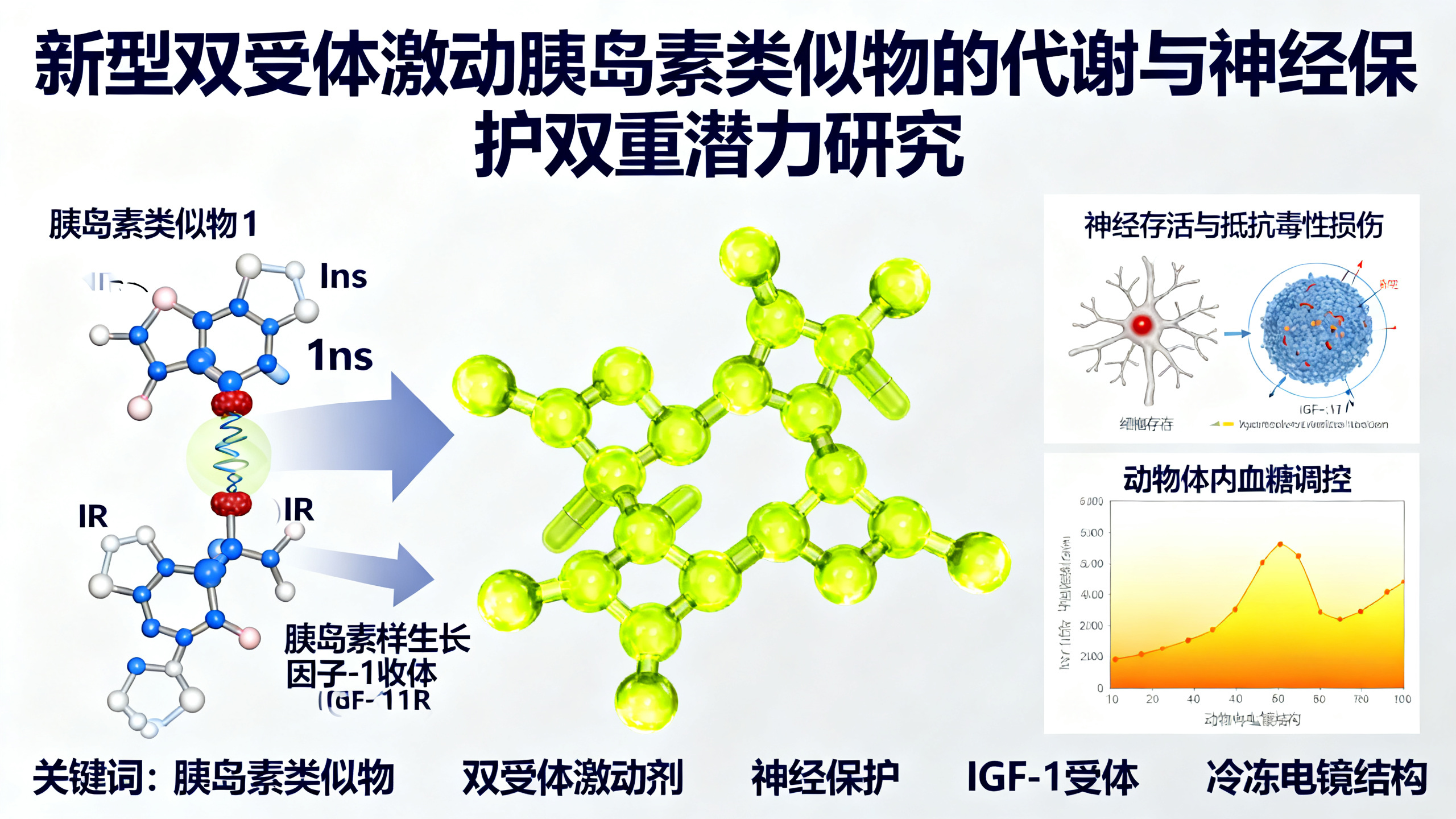 一种能同时激活胰岛素和IGF-1受体的新型人工胰岛素