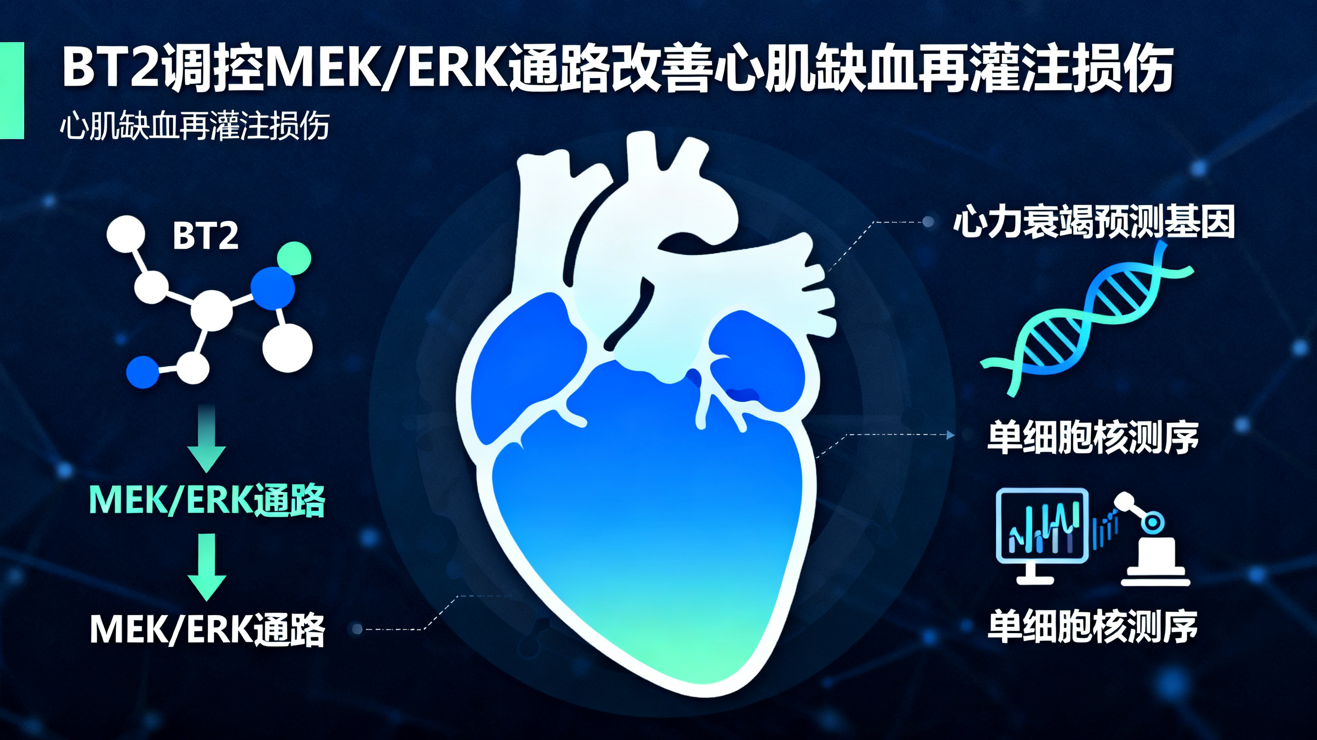 一种小分子药物可提前保护啮齿类动物心脏，预防心力衰竭