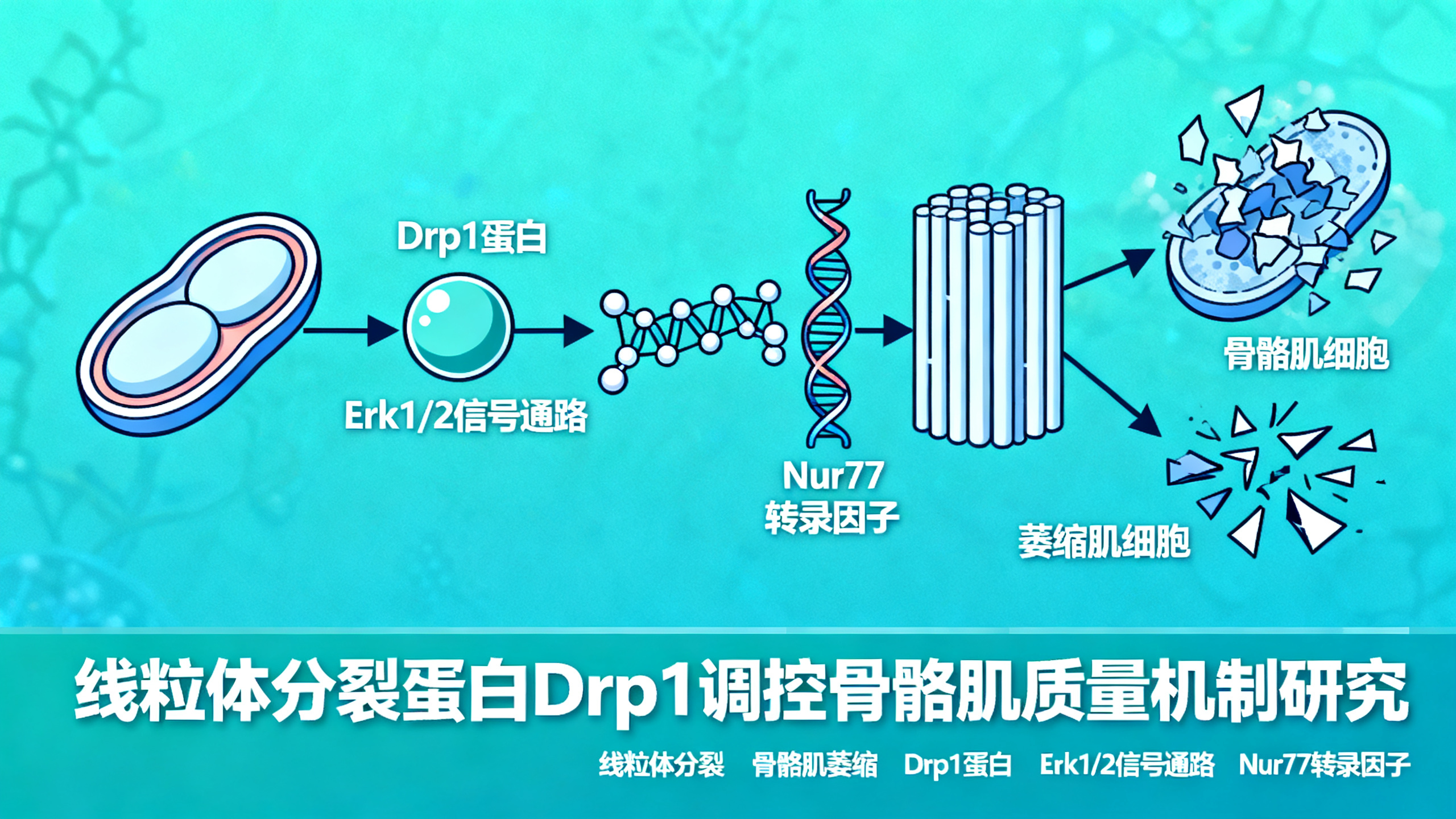 Drp1蛋白如何通过一条信号通路守护线粒体健康、维持肌肉量