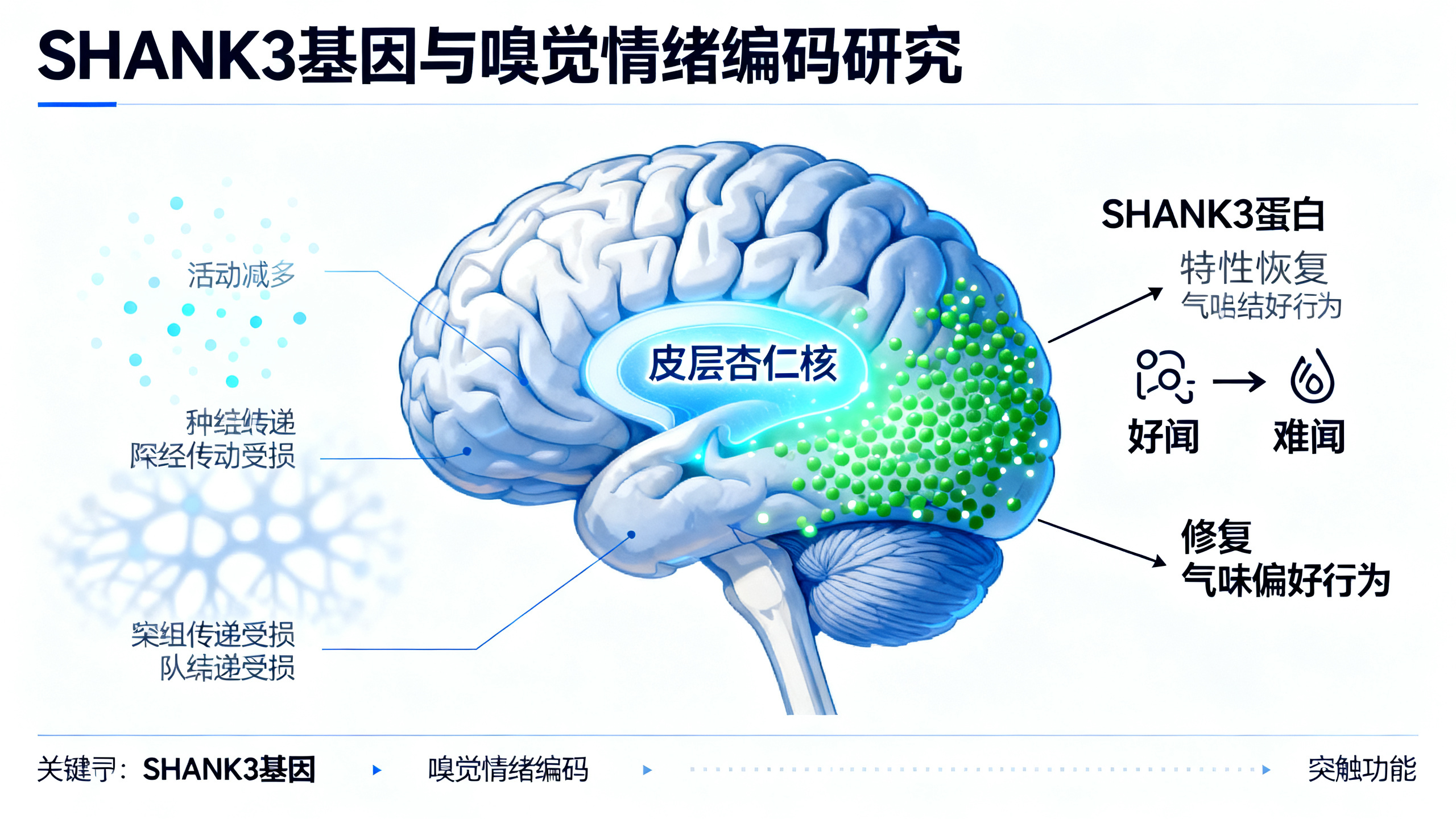 SHANK3基因突变如何影响嗅觉偏好——小鼠研究揭示关键脑区机制