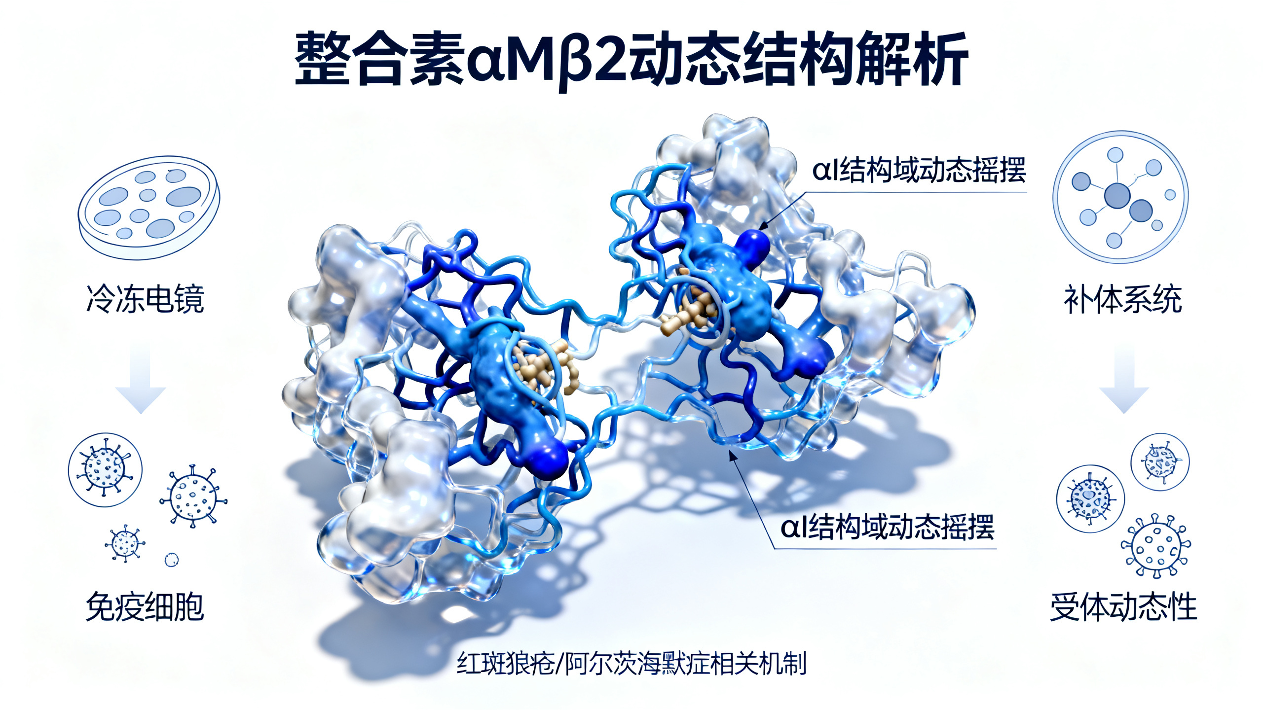 补体蛋白C3d如何“摇晃”免疫细胞上的αMβ2受体