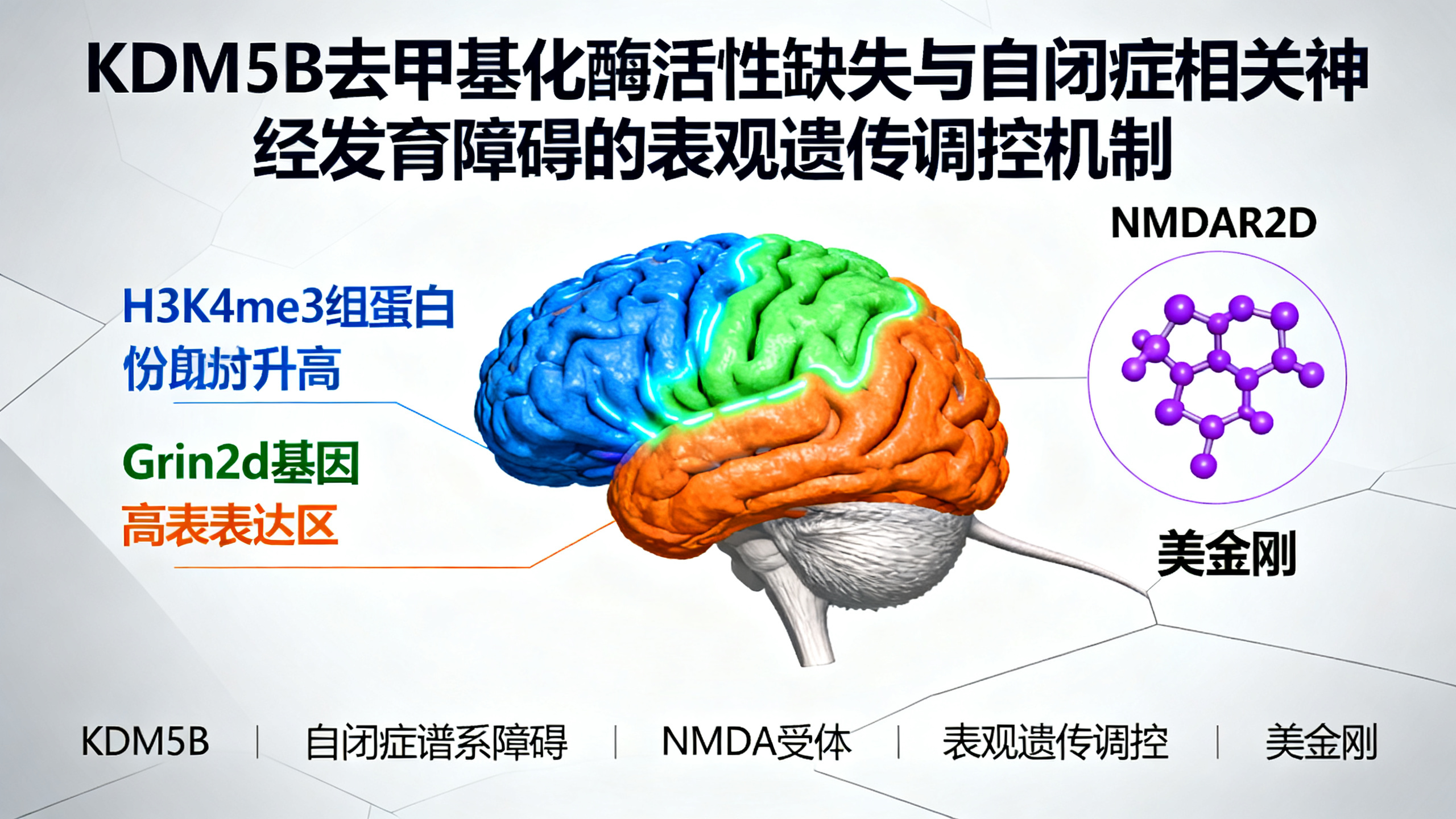 缺损“KDM5B”基因的小鼠出现类似自闭症的行为，且大脑中一种关键蛋白增多