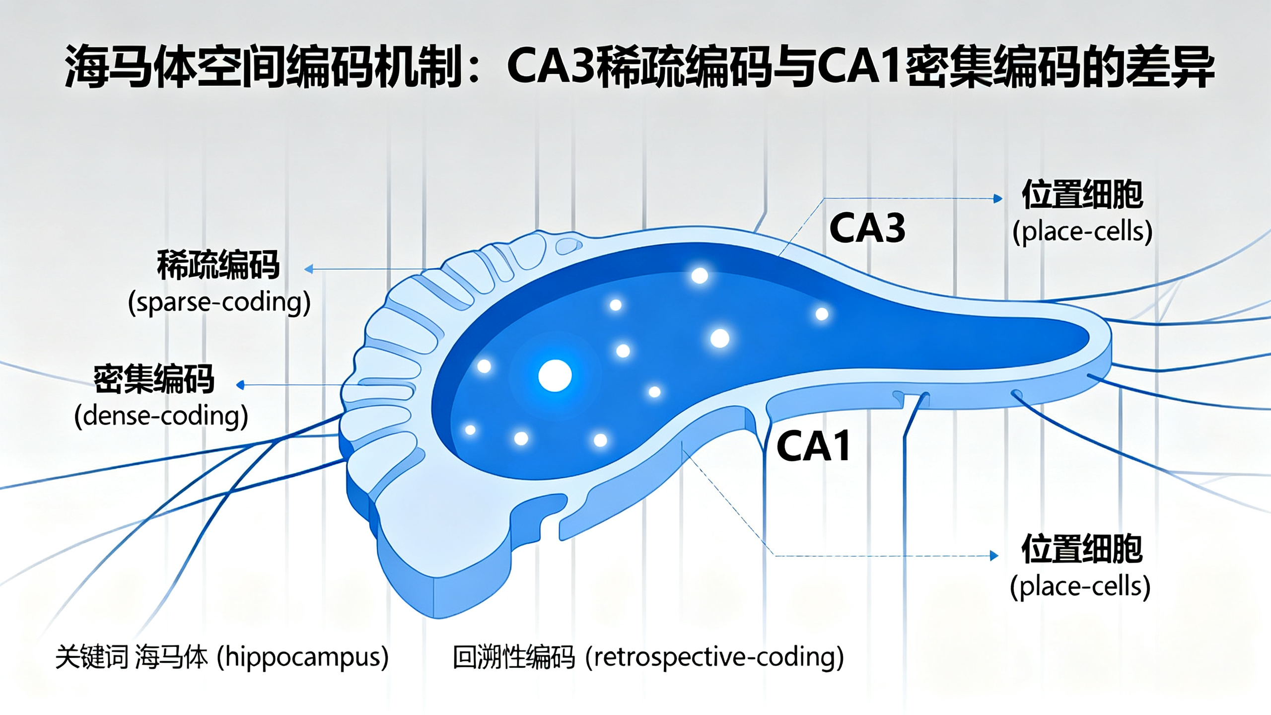 海马体CA3区与CA1区之间的“稀疏编码”到“密集编码”转换