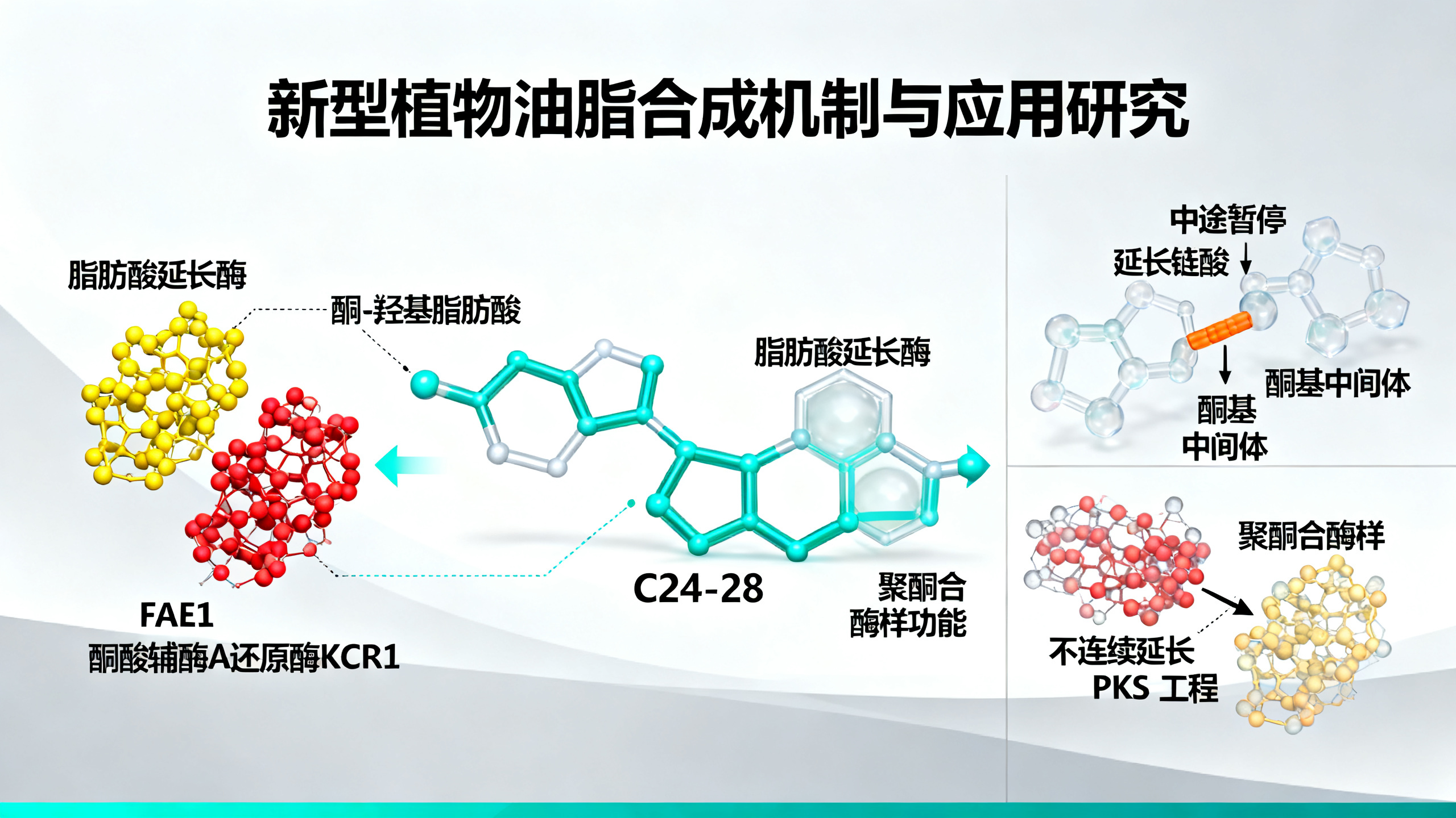 植物脂肪酸延长酶“学会”了聚酮合酶的功能