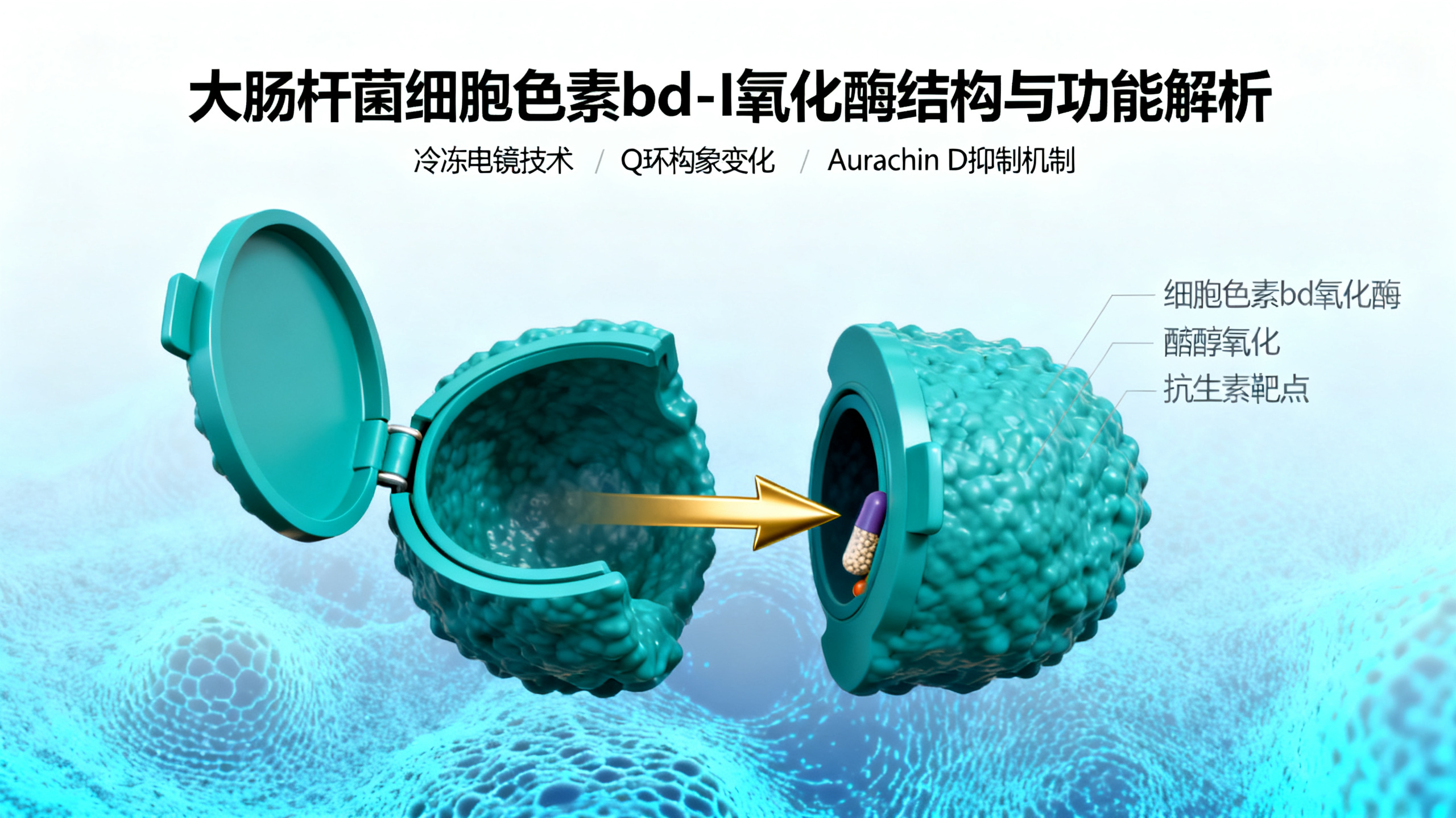 看清“喹诺酮类”药物如何阻断细菌呼吸酶