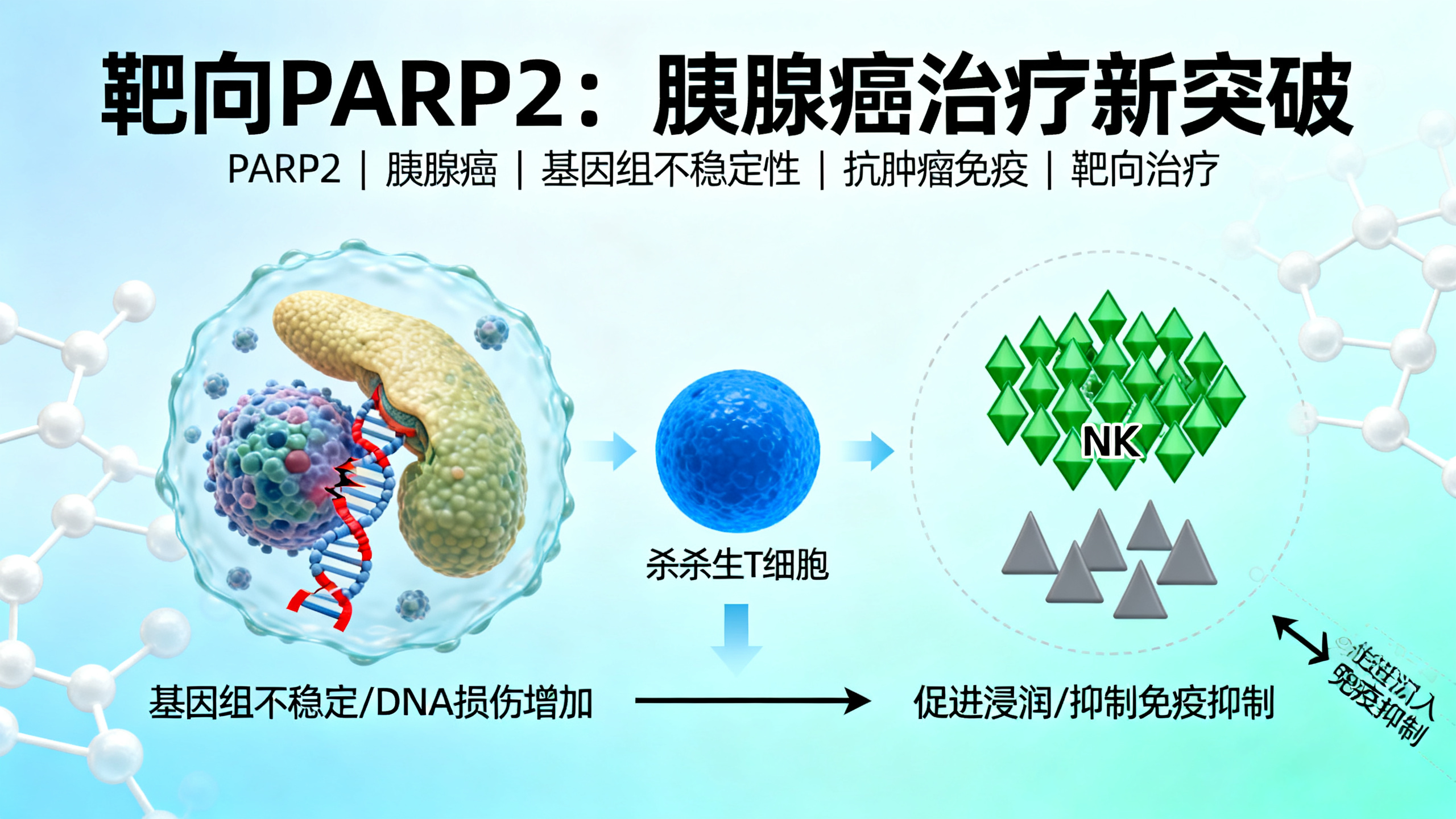 缺乏PARP2蛋白可抑制胰腺癌发展