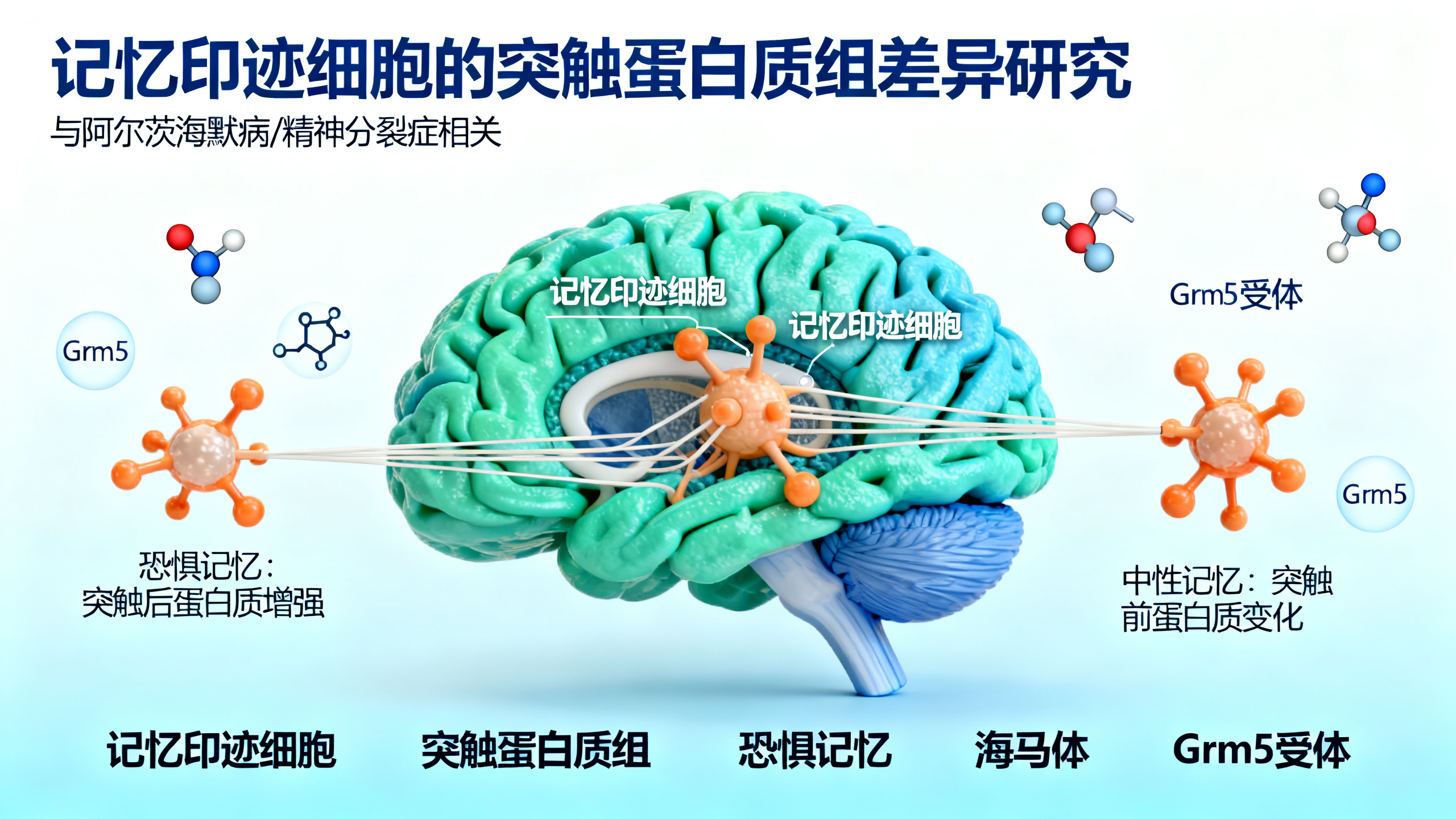 记忆如何改变大脑：海马体“记忆细胞”突触的蛋白质变化
