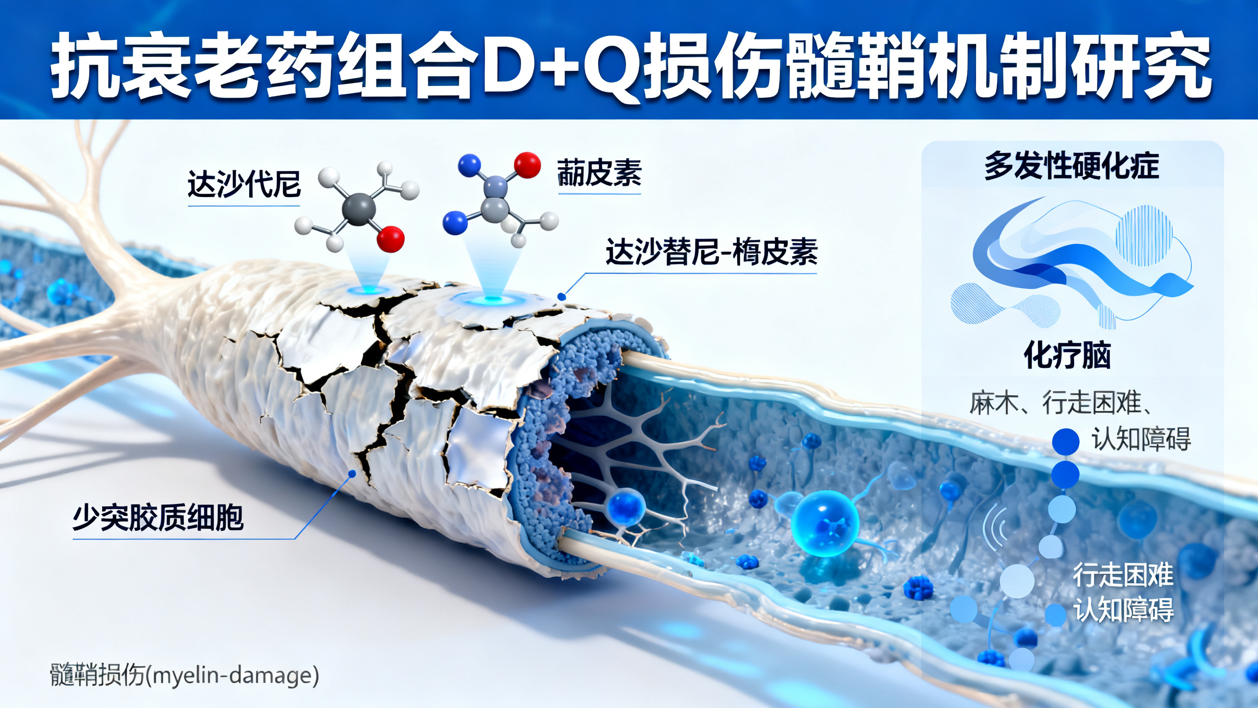 一种广受欢迎的抗衰老药物组合导致小鼠严重脑损伤