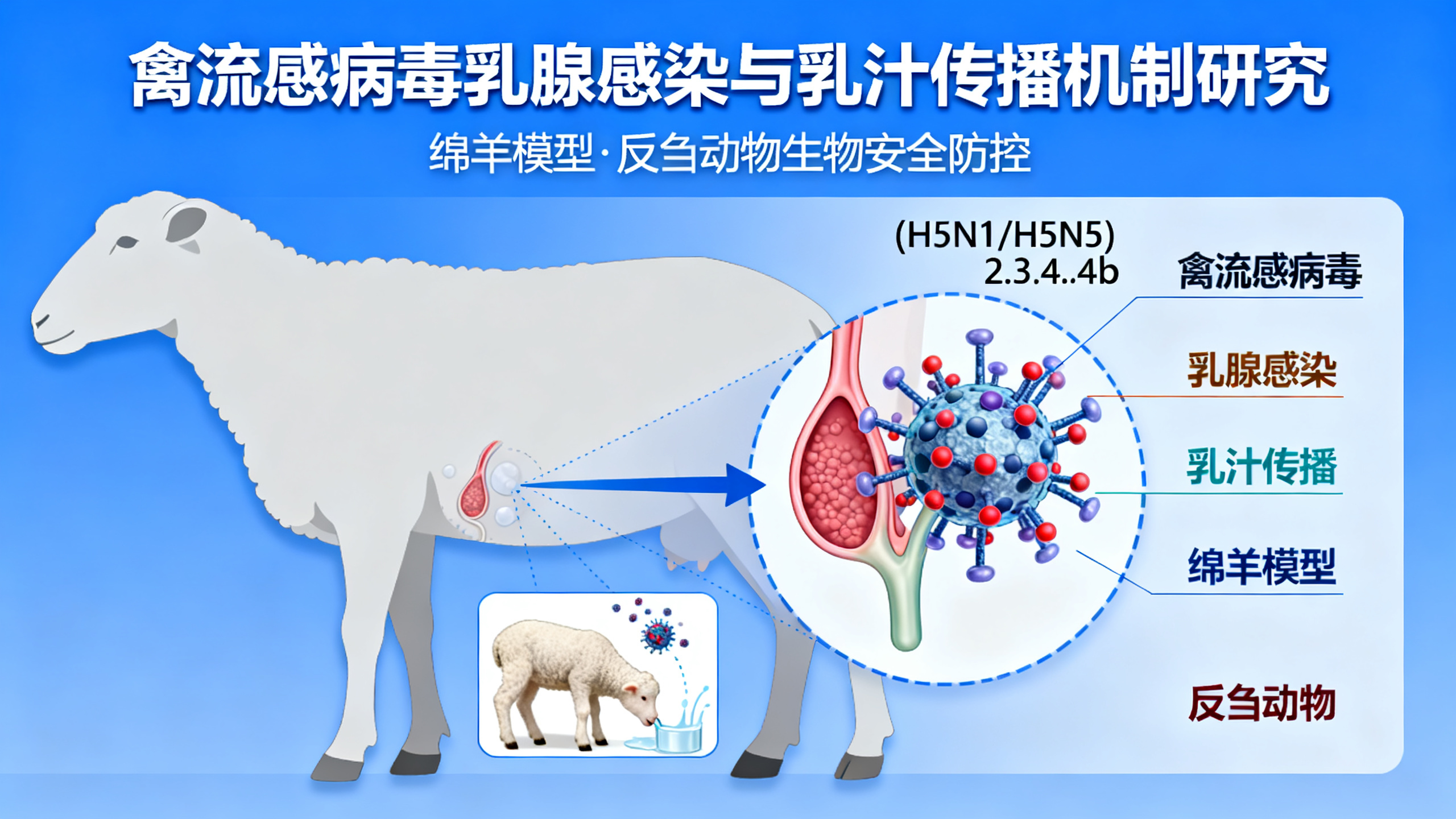 羊感染H5Nx禽流感病毒：母羊哺乳致羔羊感染