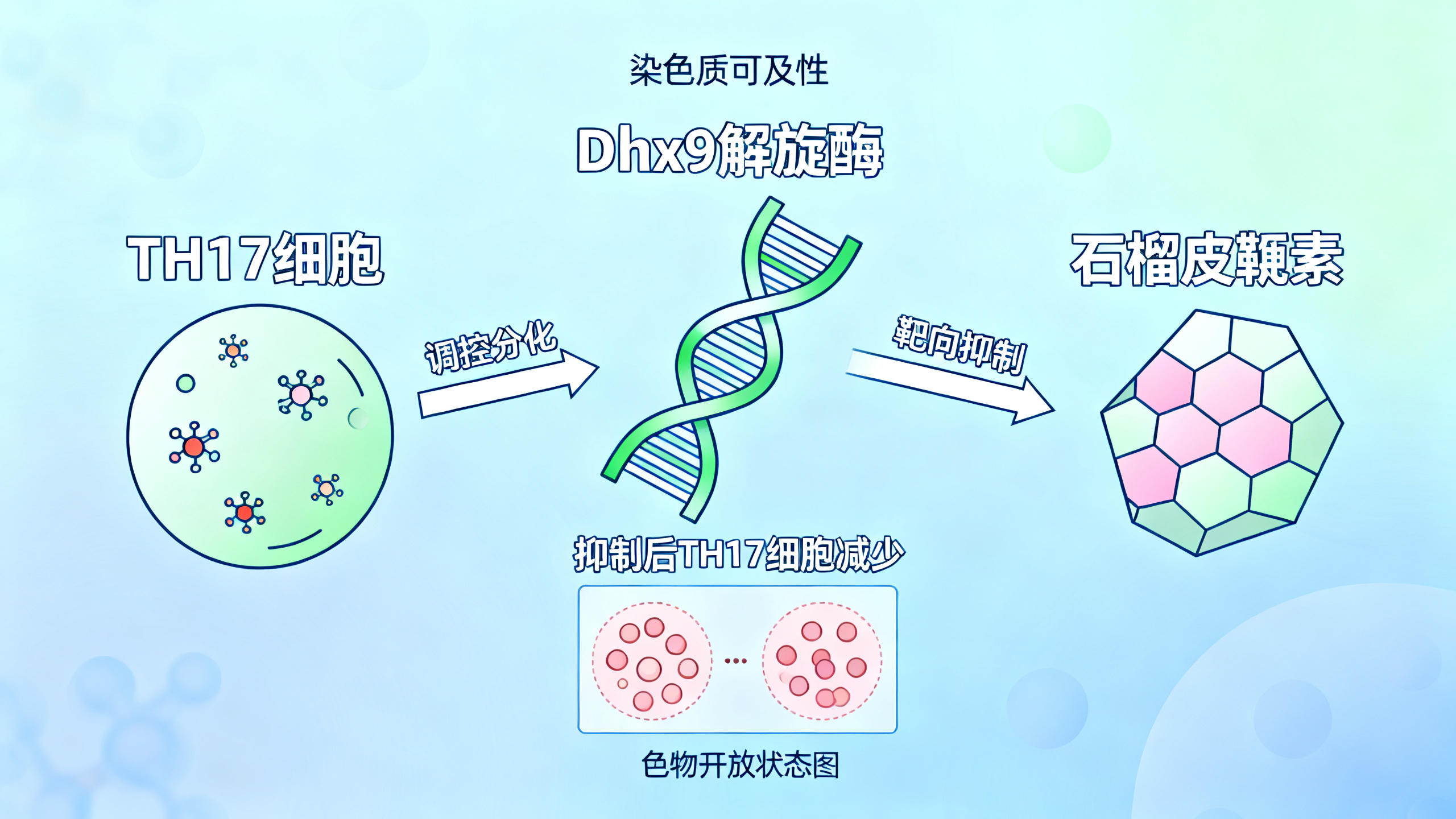 解旋酶A如何影响“17型辅助性T细胞”的生成及自身免疫疾病