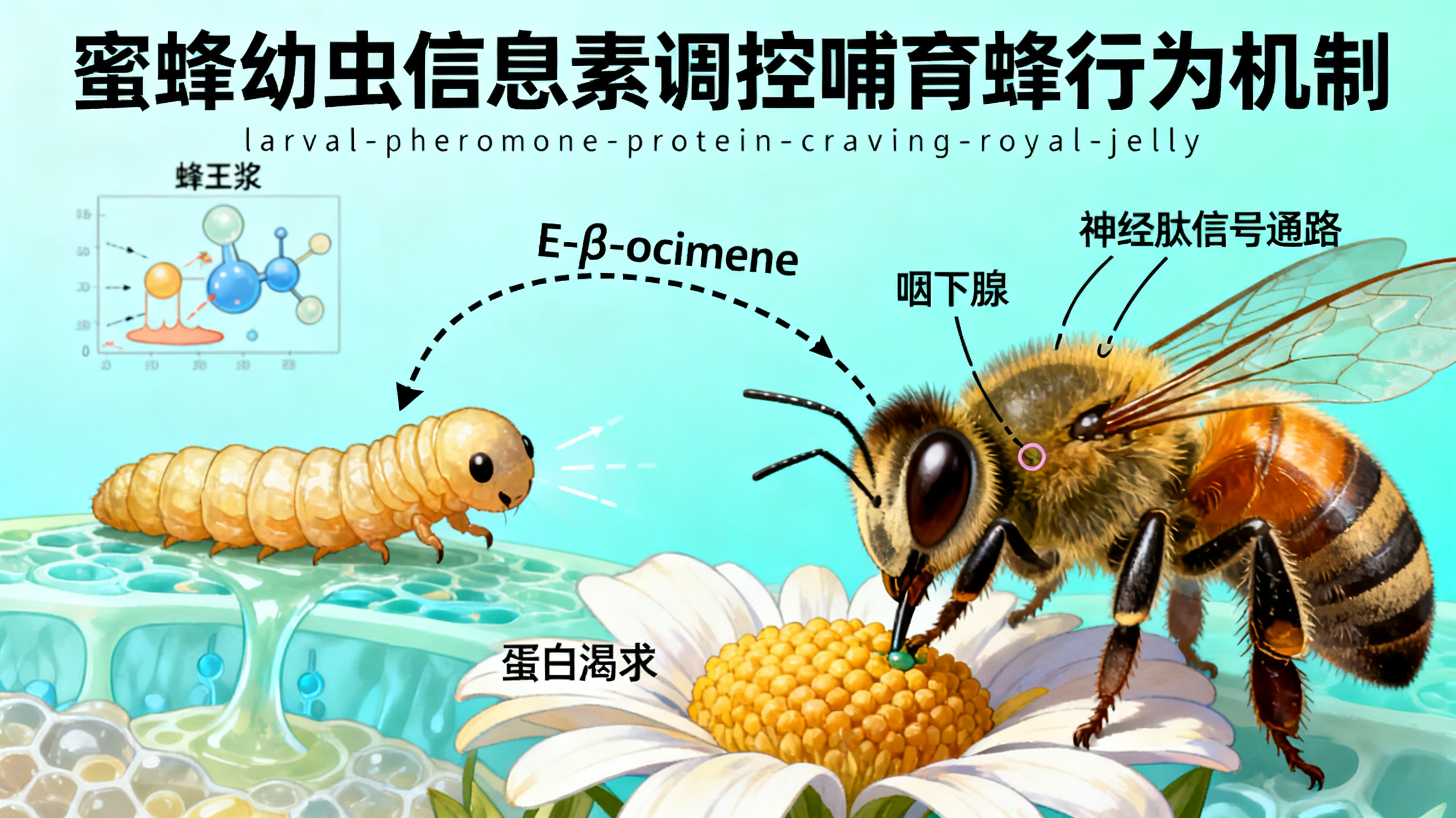 蜜蜂幼虫“想吃蛋白”如何影响工蜂喂食行为