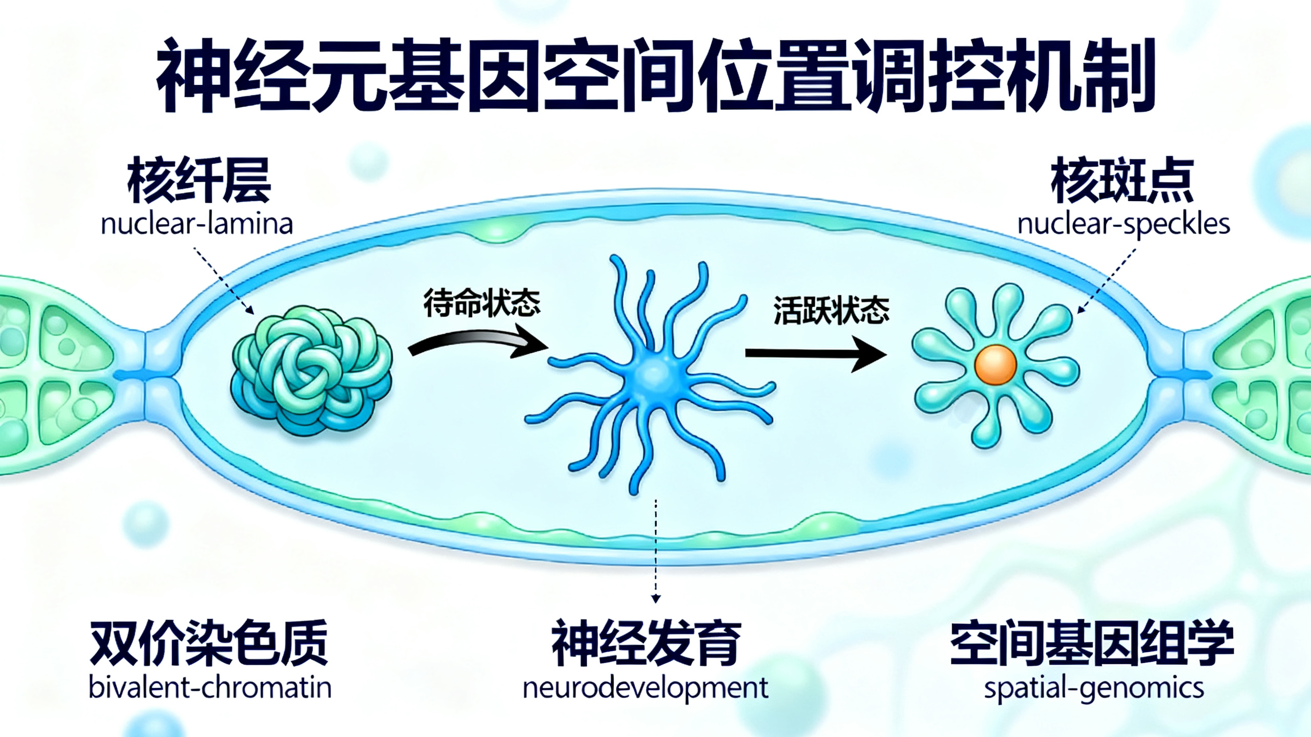 细胞核内基因组的分区管理调控染色质的双重活性