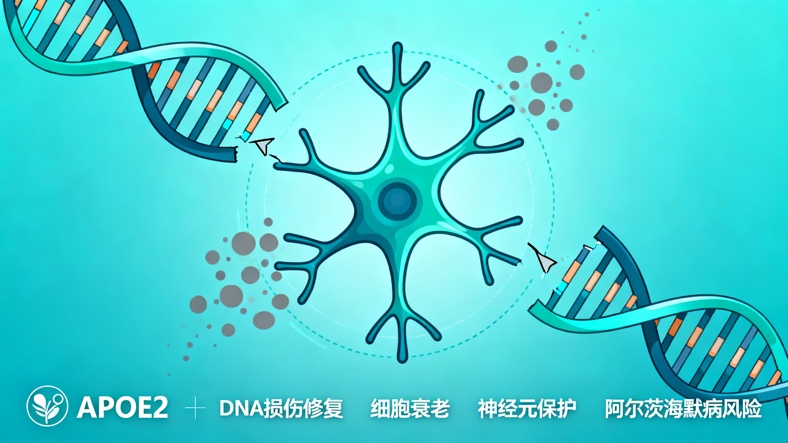 APOE2基因可能帮大脑抵御阿尔茨海默病和衰老