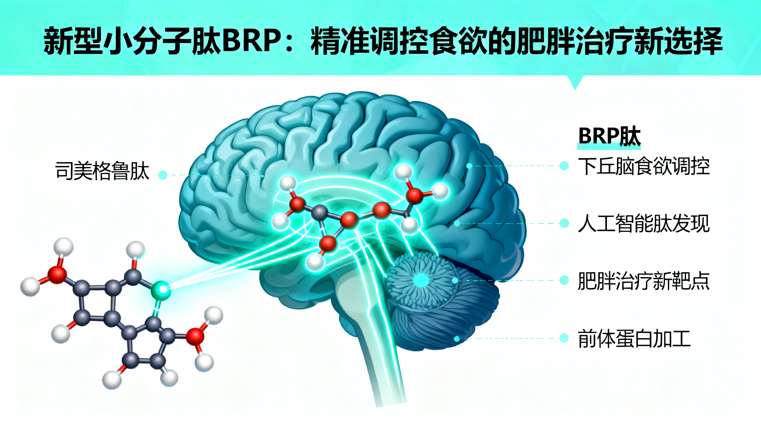 人工智能帮斯坦福科学家找到“天然司美格鲁肽”，副作用更少