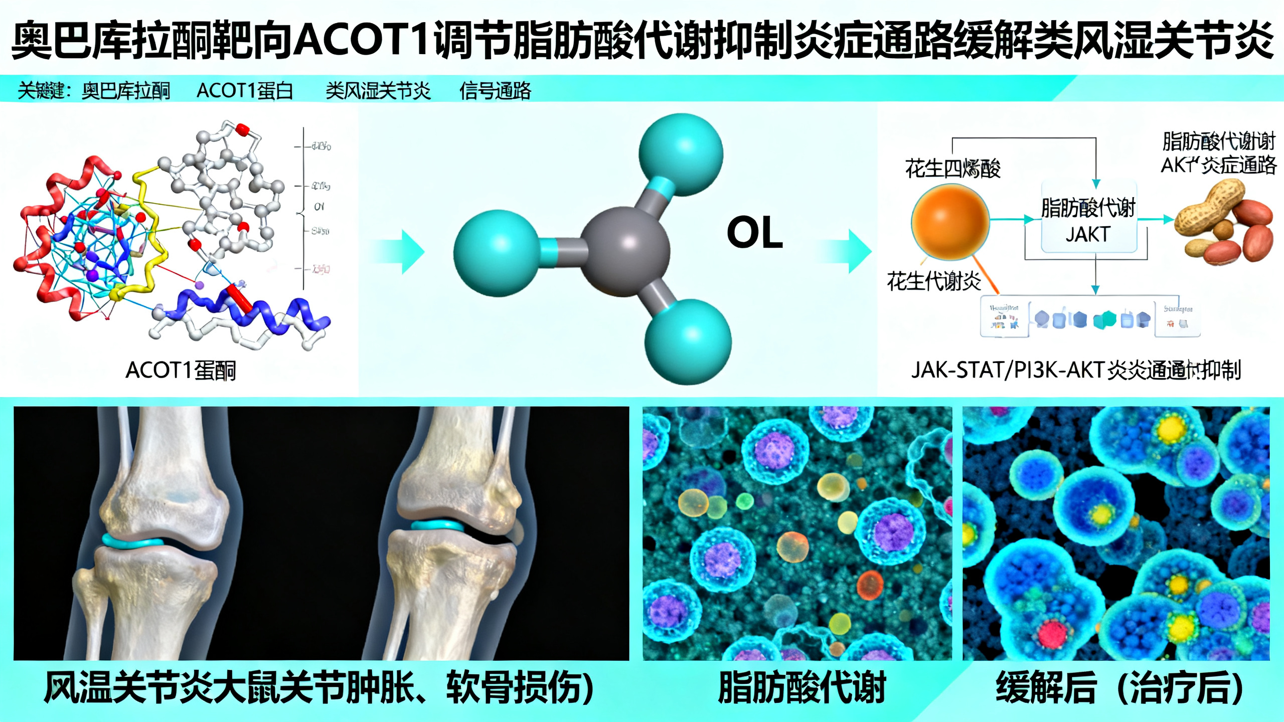 天然化合物或可从根源上抗击类风湿性关节炎