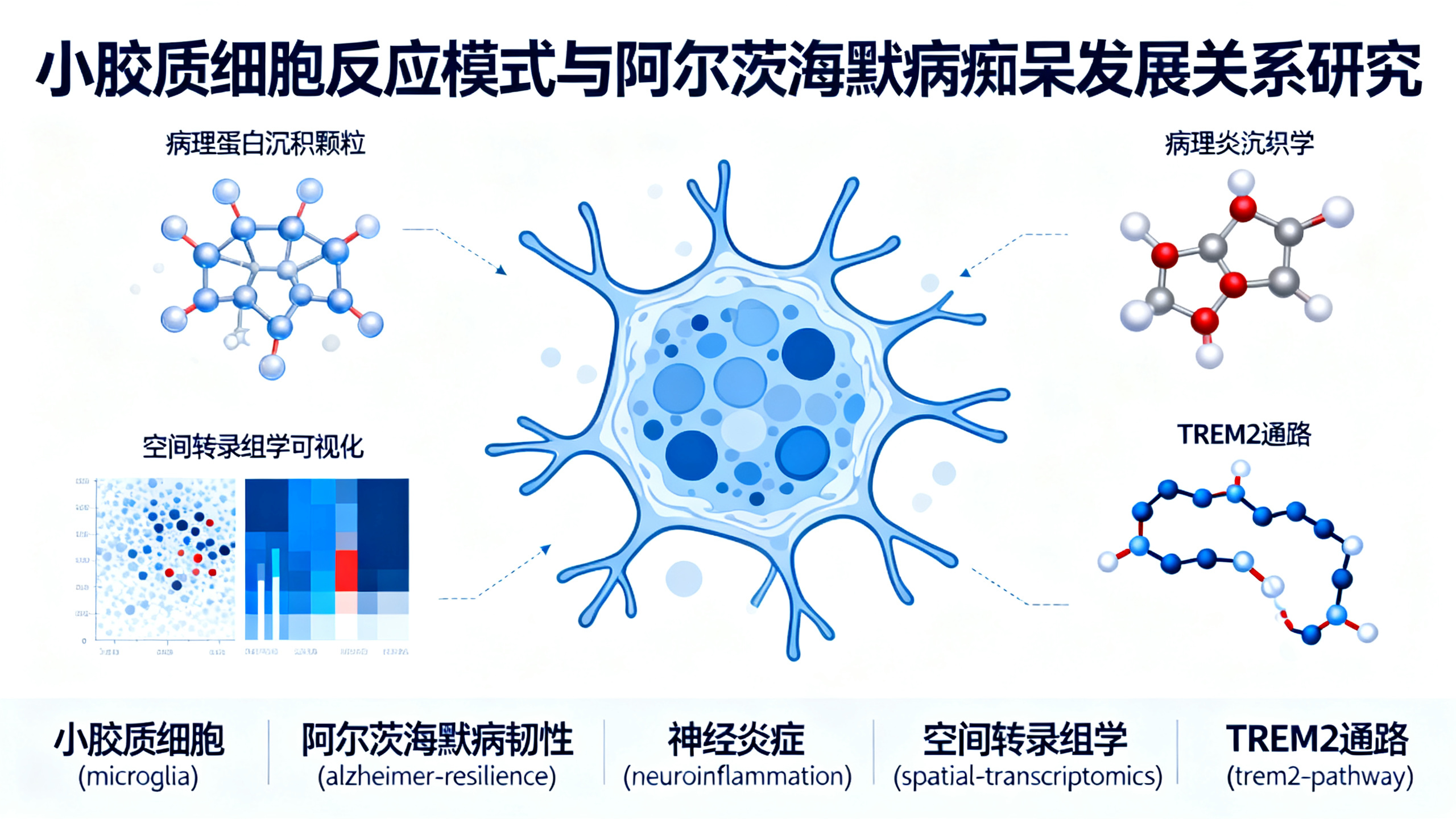 阿尔茨海默病的“隐性临界点”：谁会发展成痴呆？