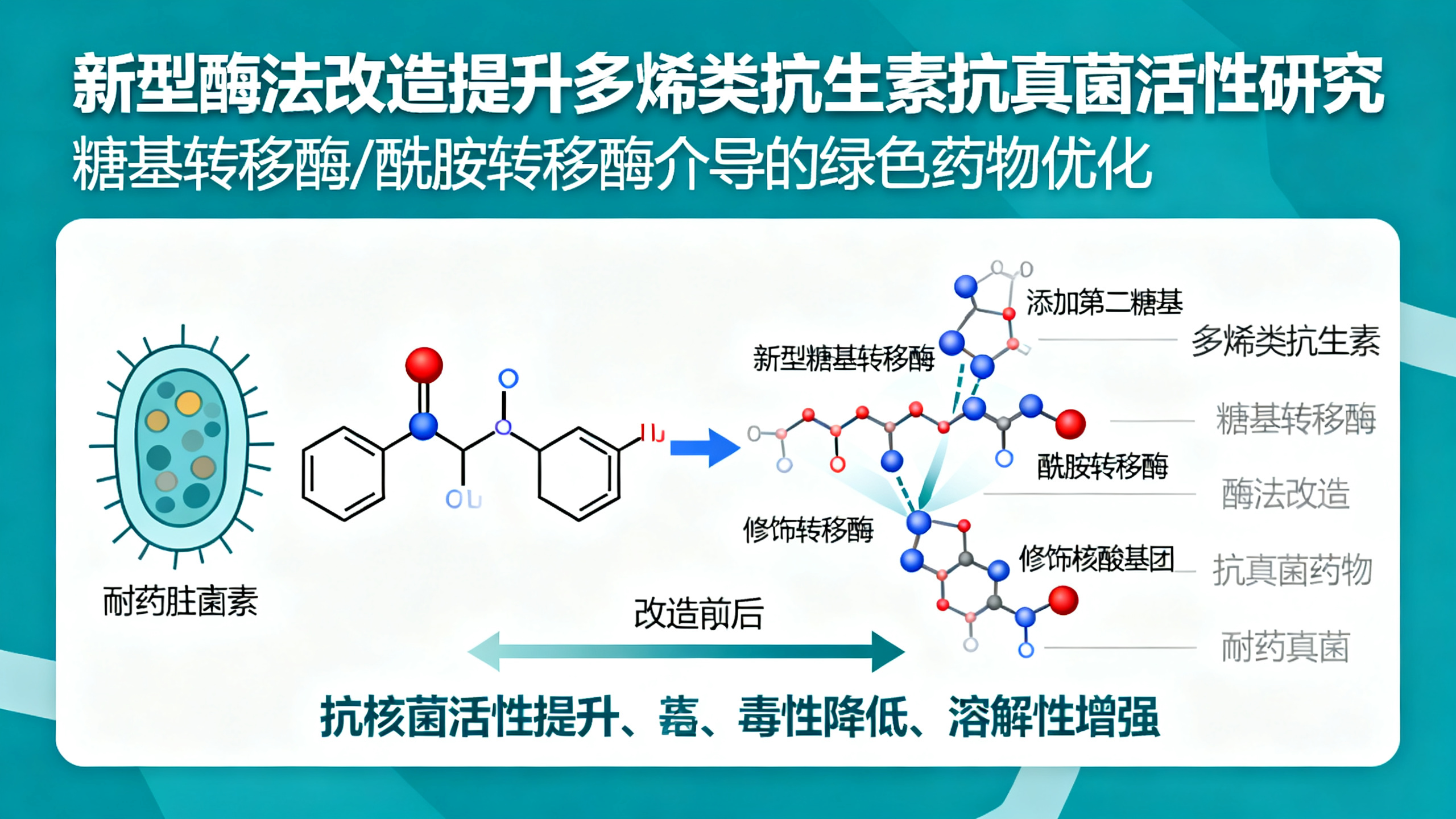 酶让天然抗生素“改头换面”，增强杀菌效果