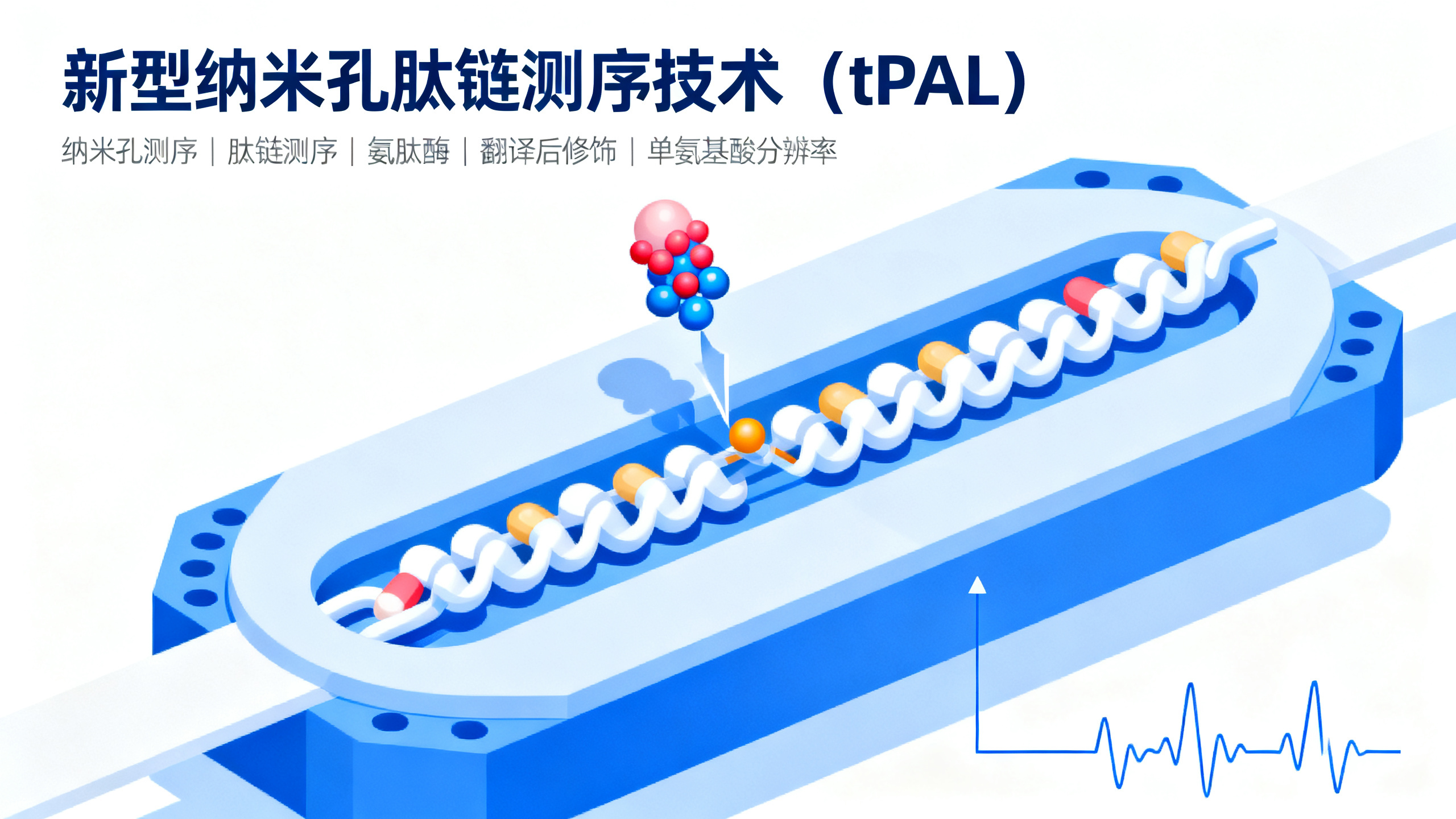 纳米孔上逐步缩短的肽链如何被逐个读取