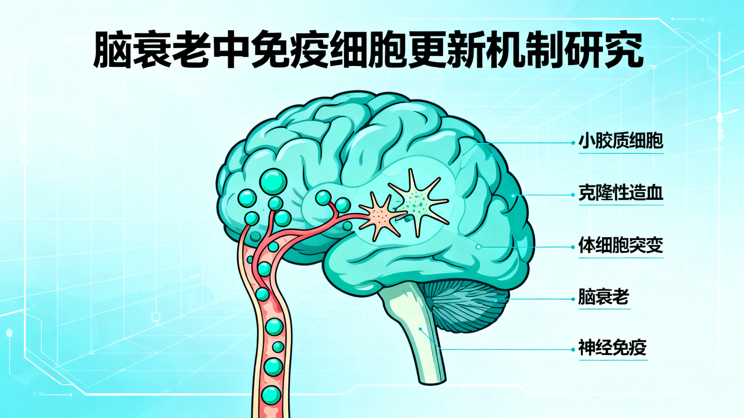 体细胞突变揭示人类衰老过程中小胶质细胞的起源与发展